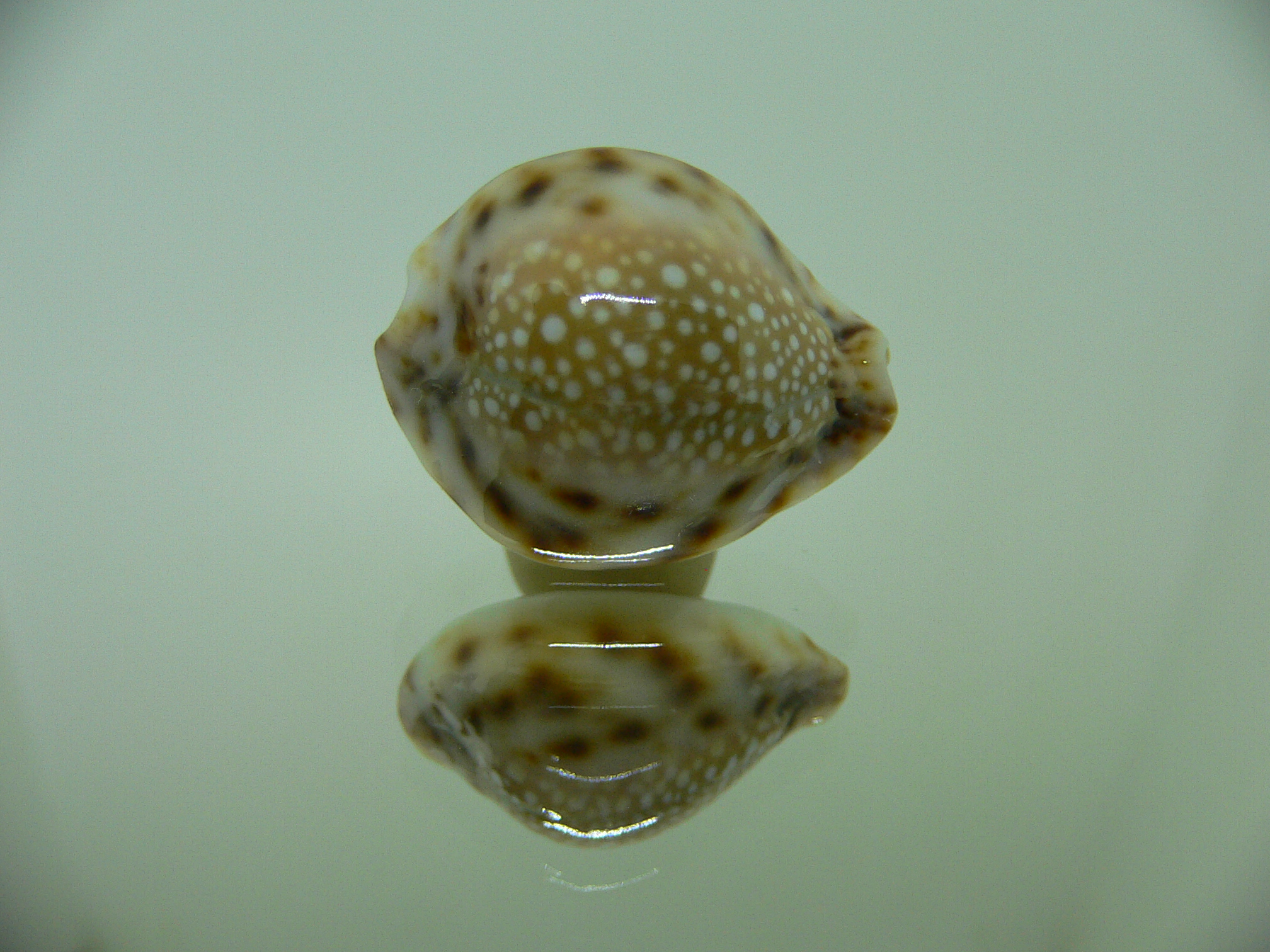 Cypraea lamarckii redimita f. phuketensis WIDE & FLATTENED