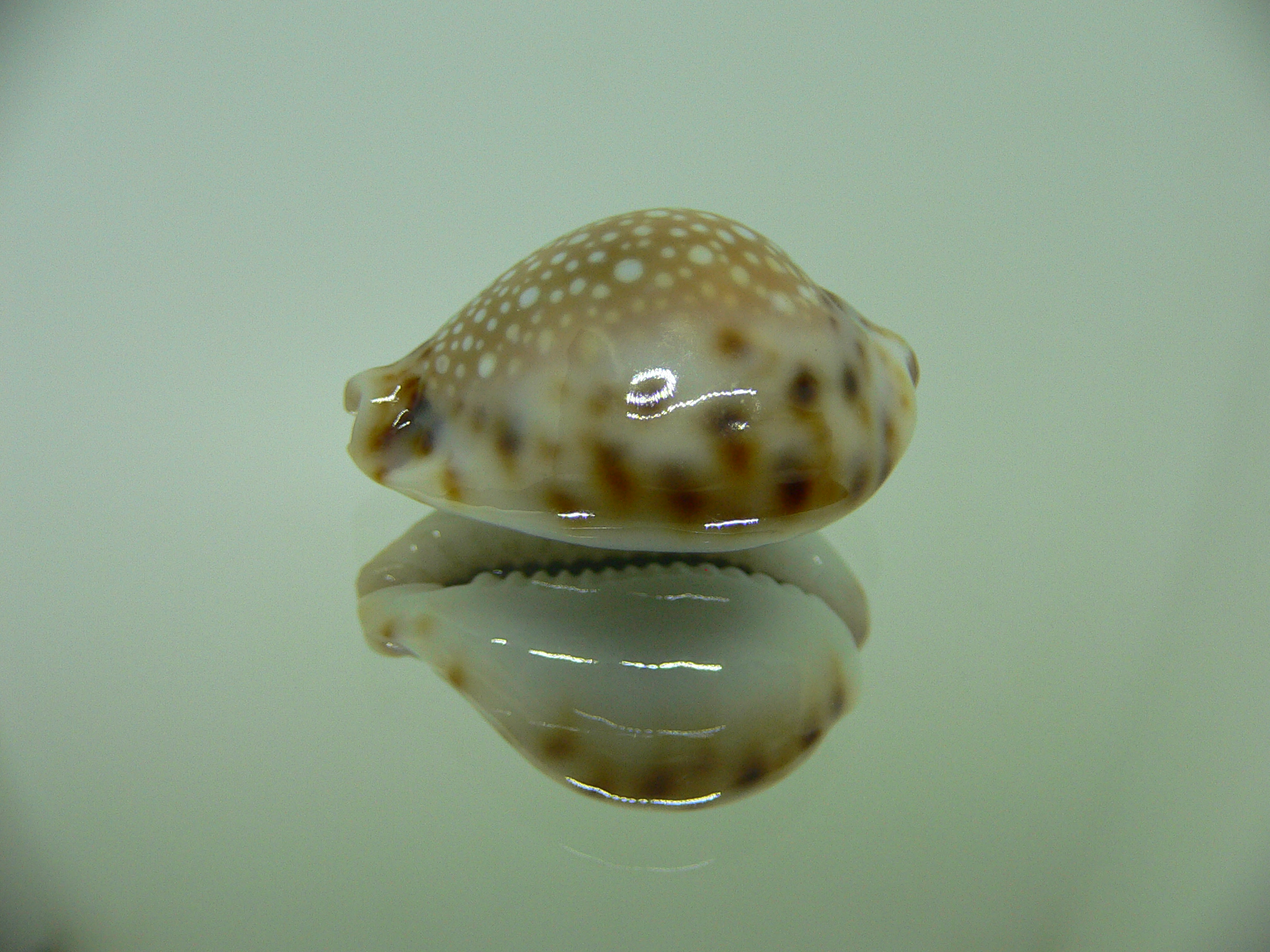 Cypraea lamarckii redimita f. phuketensis WIDE & FLATTENED