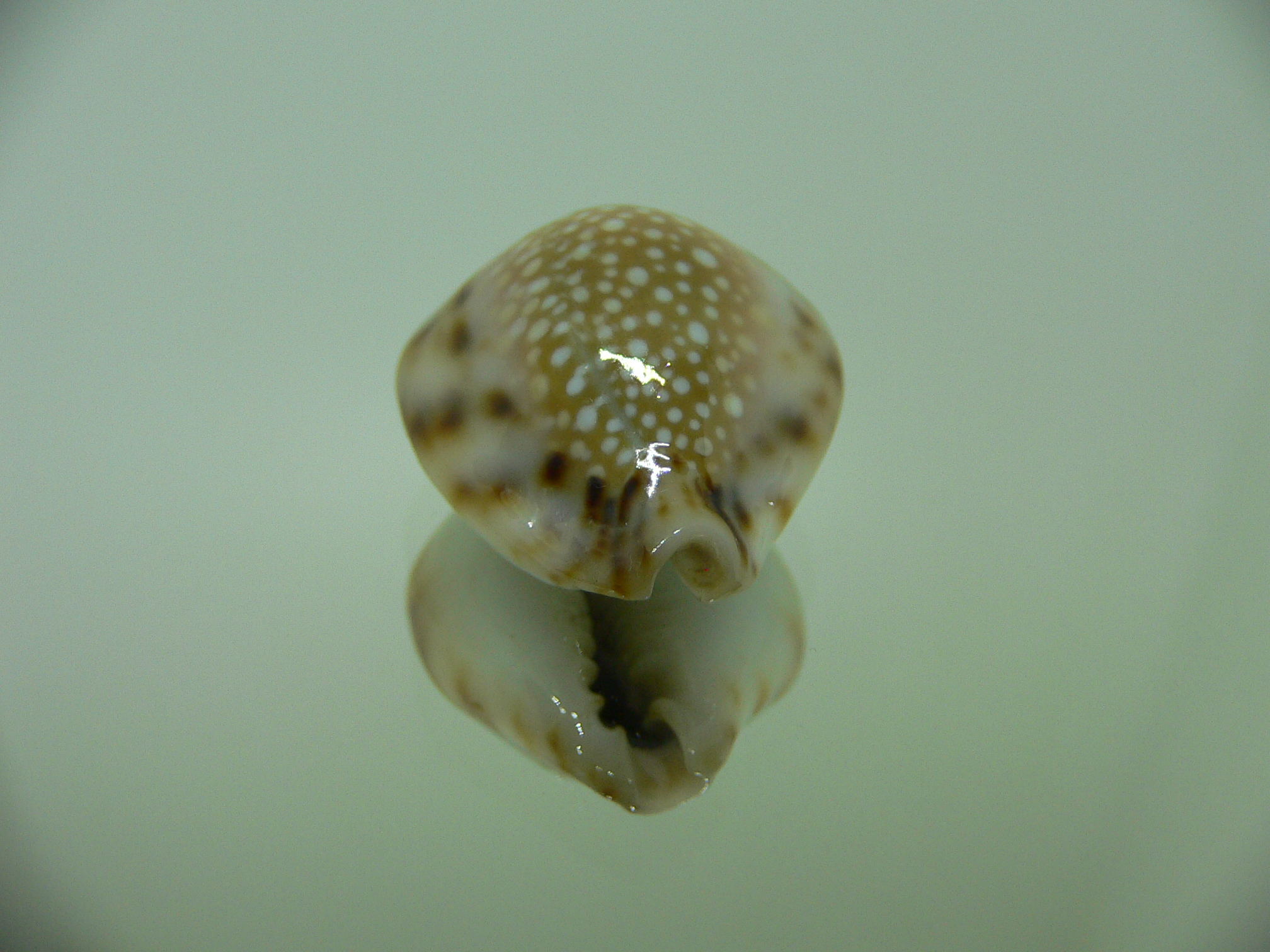 Cypraea lamarckii redimita f. phuketensis WIDE & FLATTENED