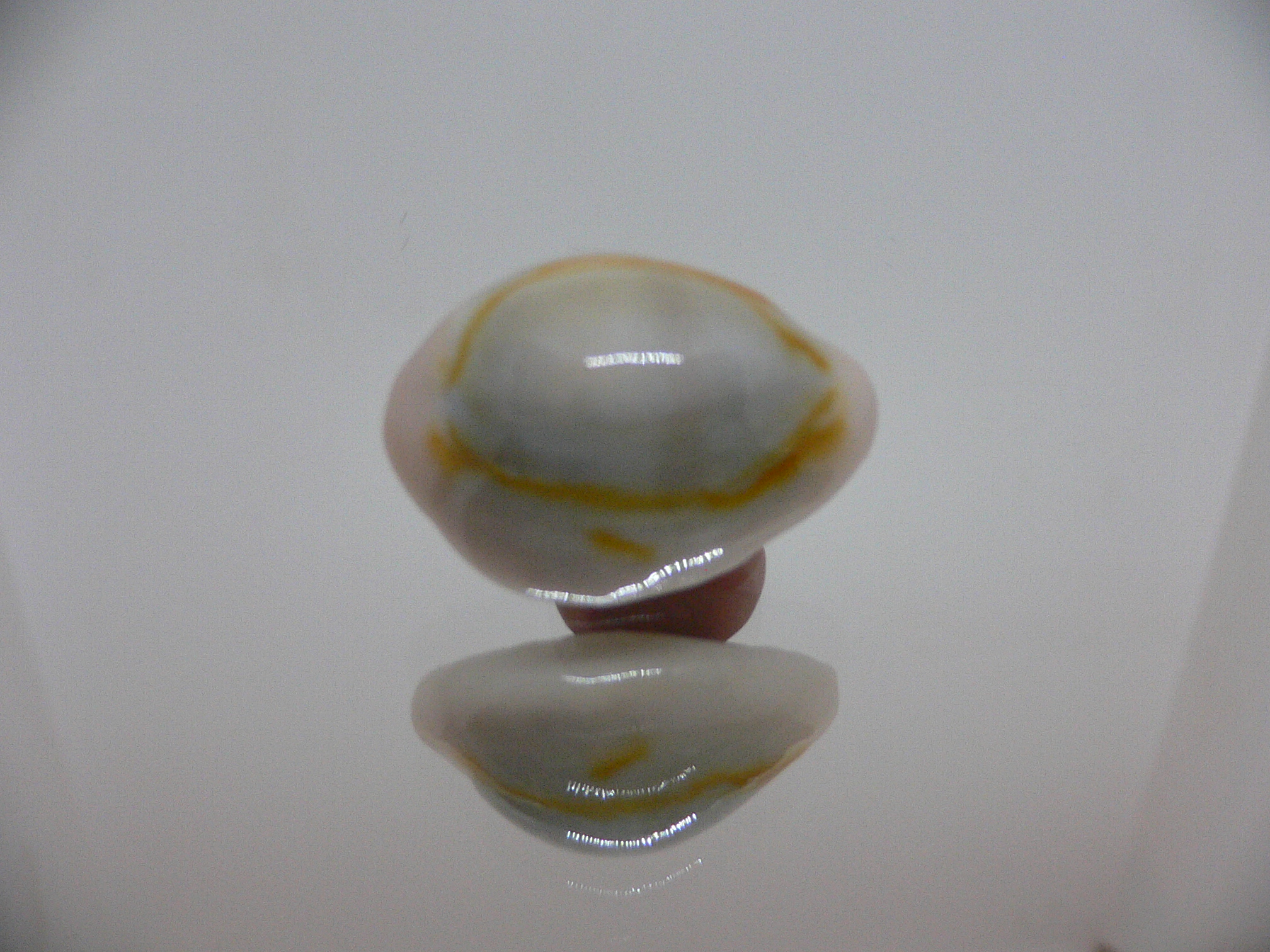 Cypraea annulus noumeensis (var.) UNUSUAL & CALLOUSED