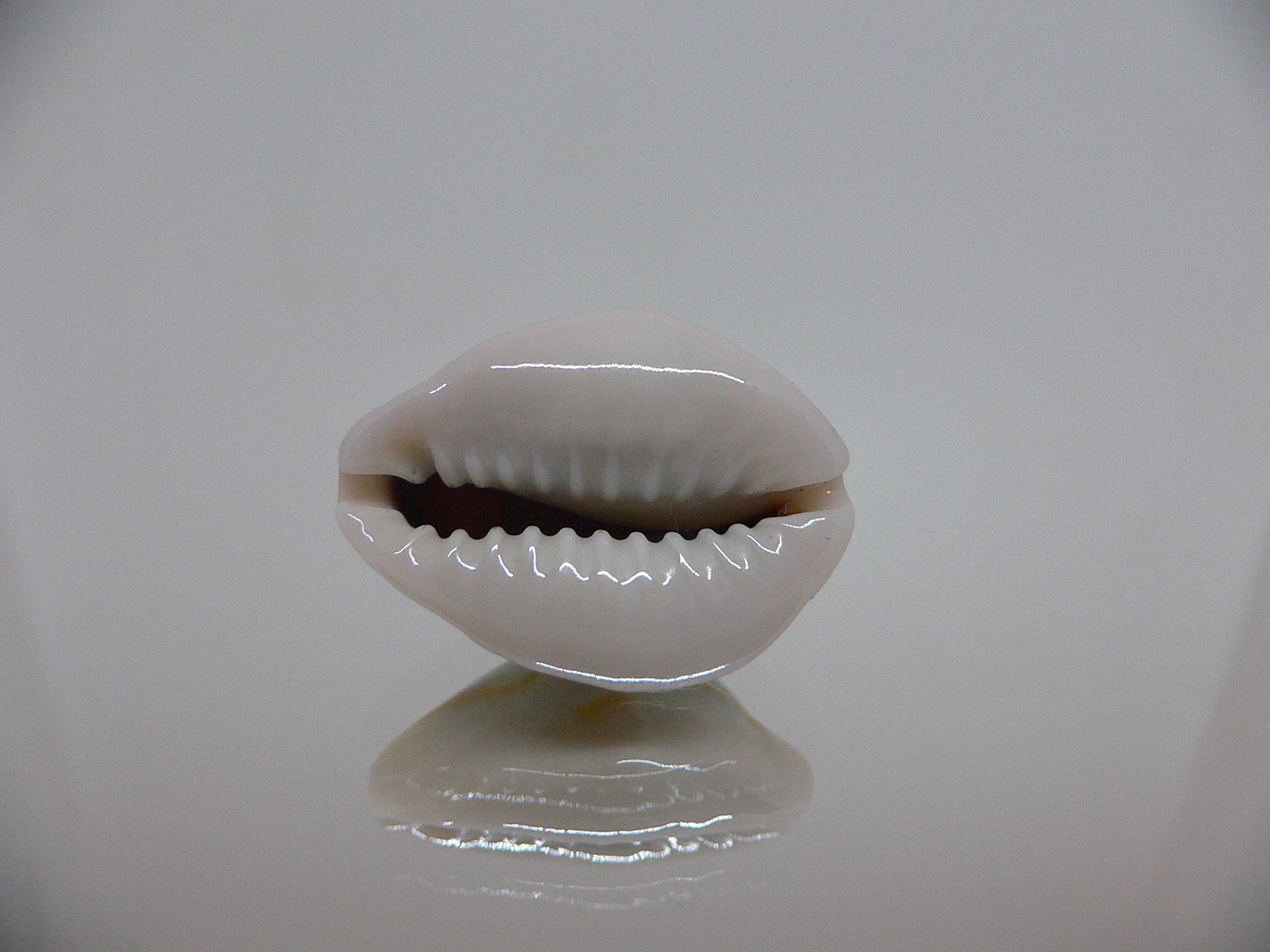 Cypraea annulus noumeensis (var.) UNUSUAL & CALLOUSED