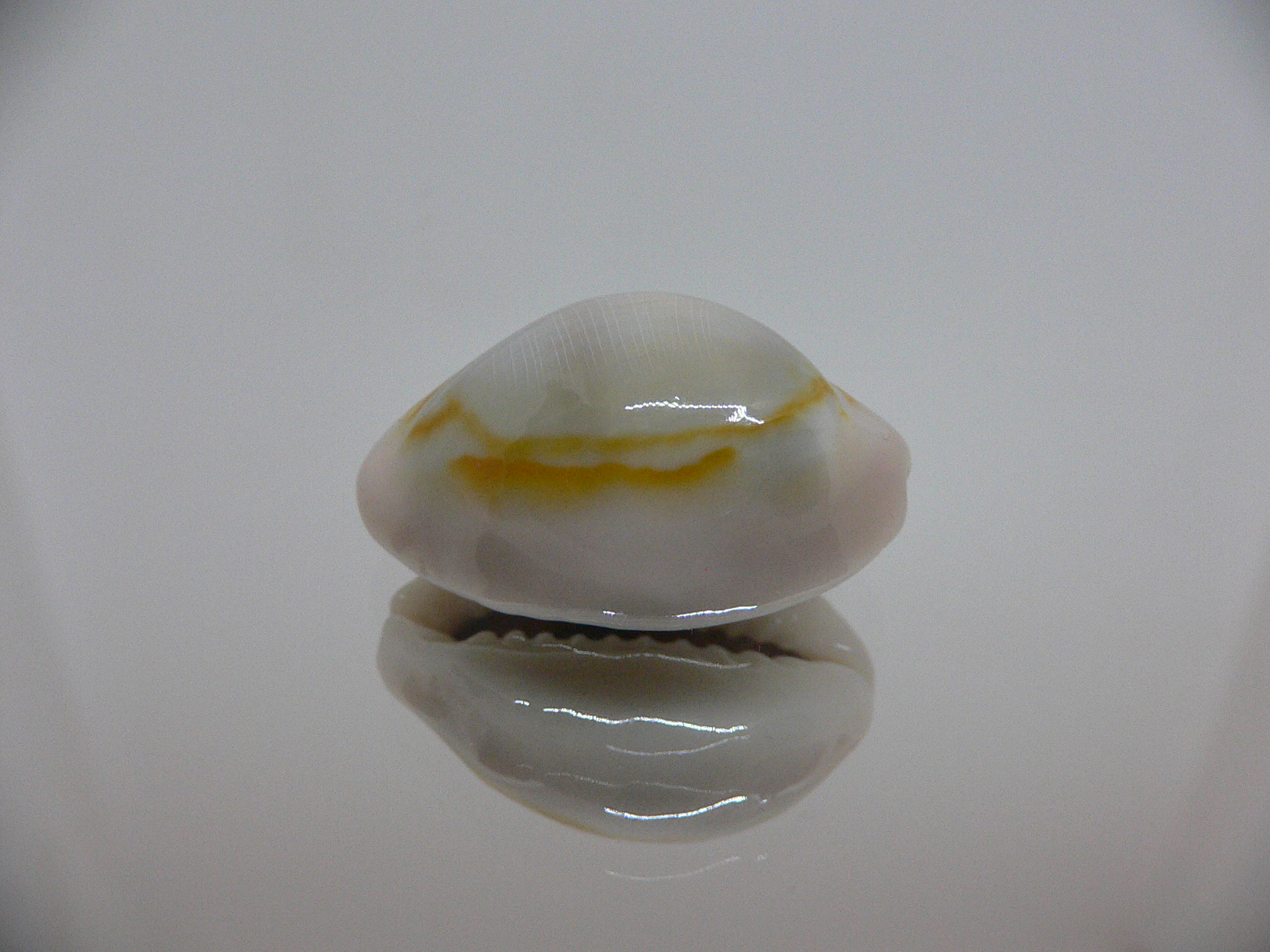 Cypraea annulus noumeensis (var.) UNUSUAL & CALLOUSED