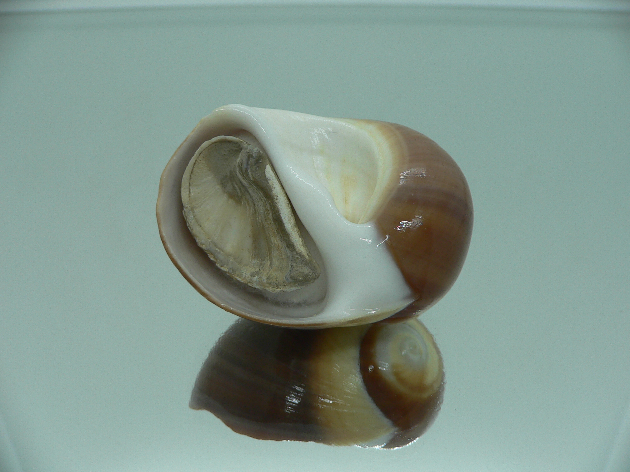 Polinices cumingianus DARK & GLOBOSE