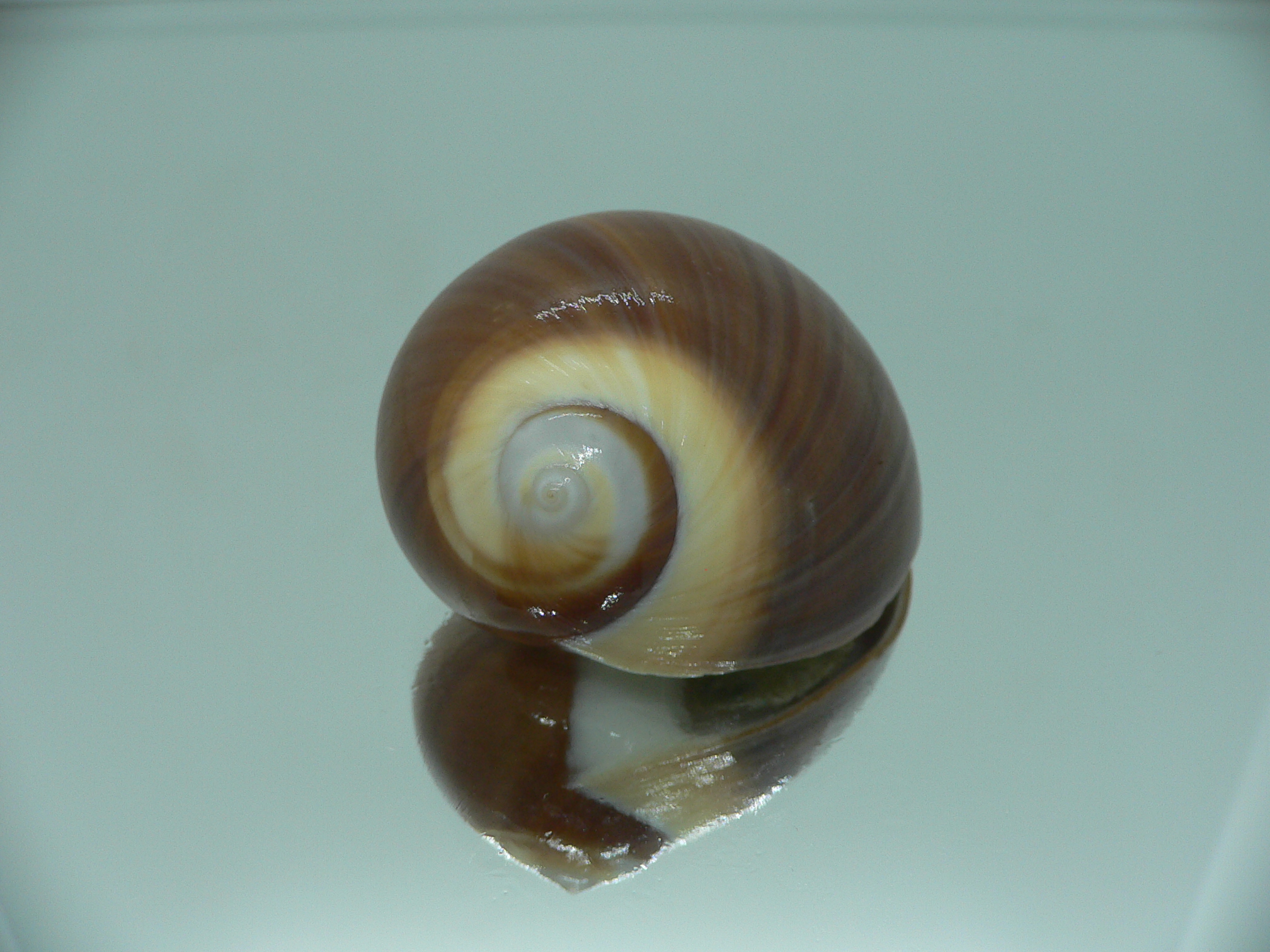 Polinices cumingianus DARK & GLOBOSE