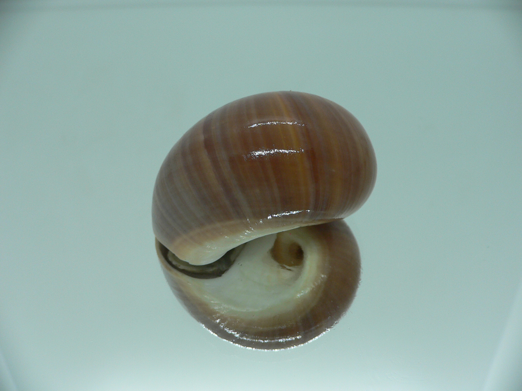 Polinices cumingianus DARK & GLOBOSE