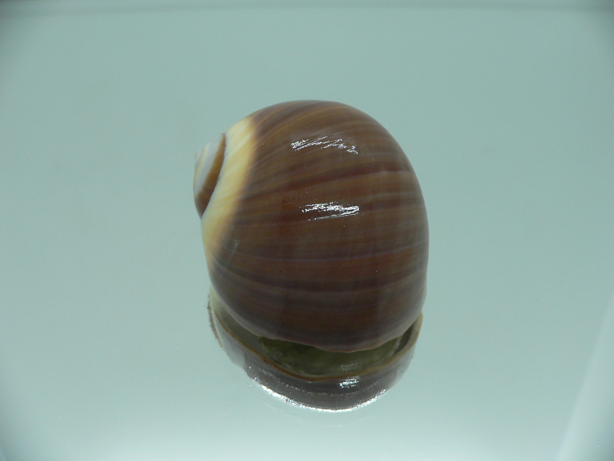 Polinices cumingianus DARK & GLOBOSE