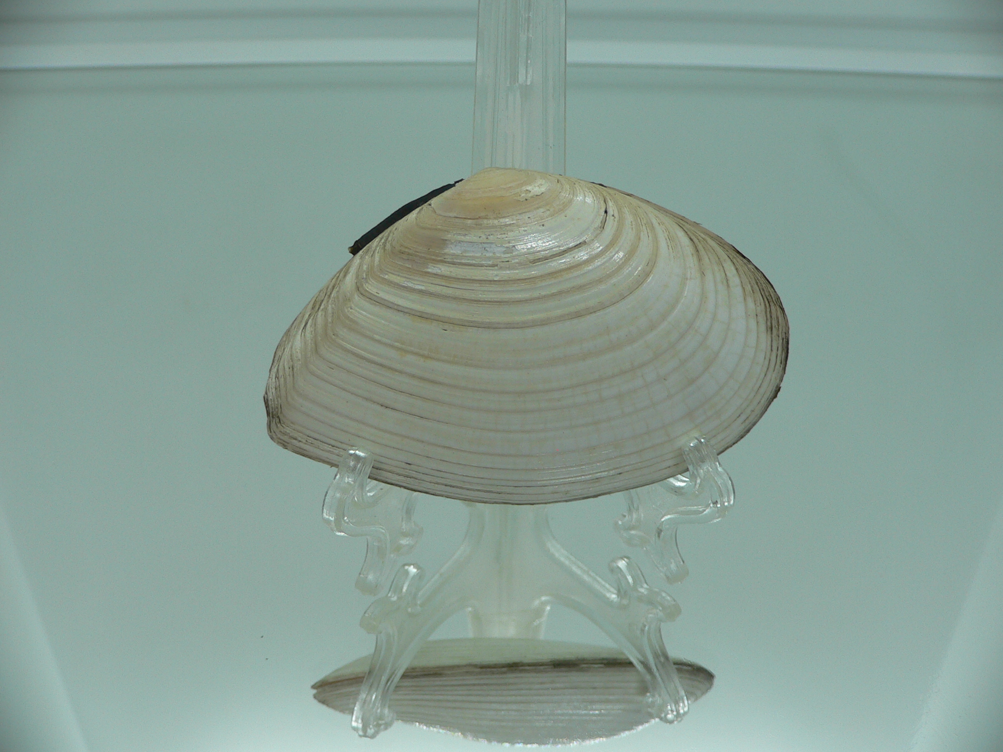 Peronidia venulosa 1