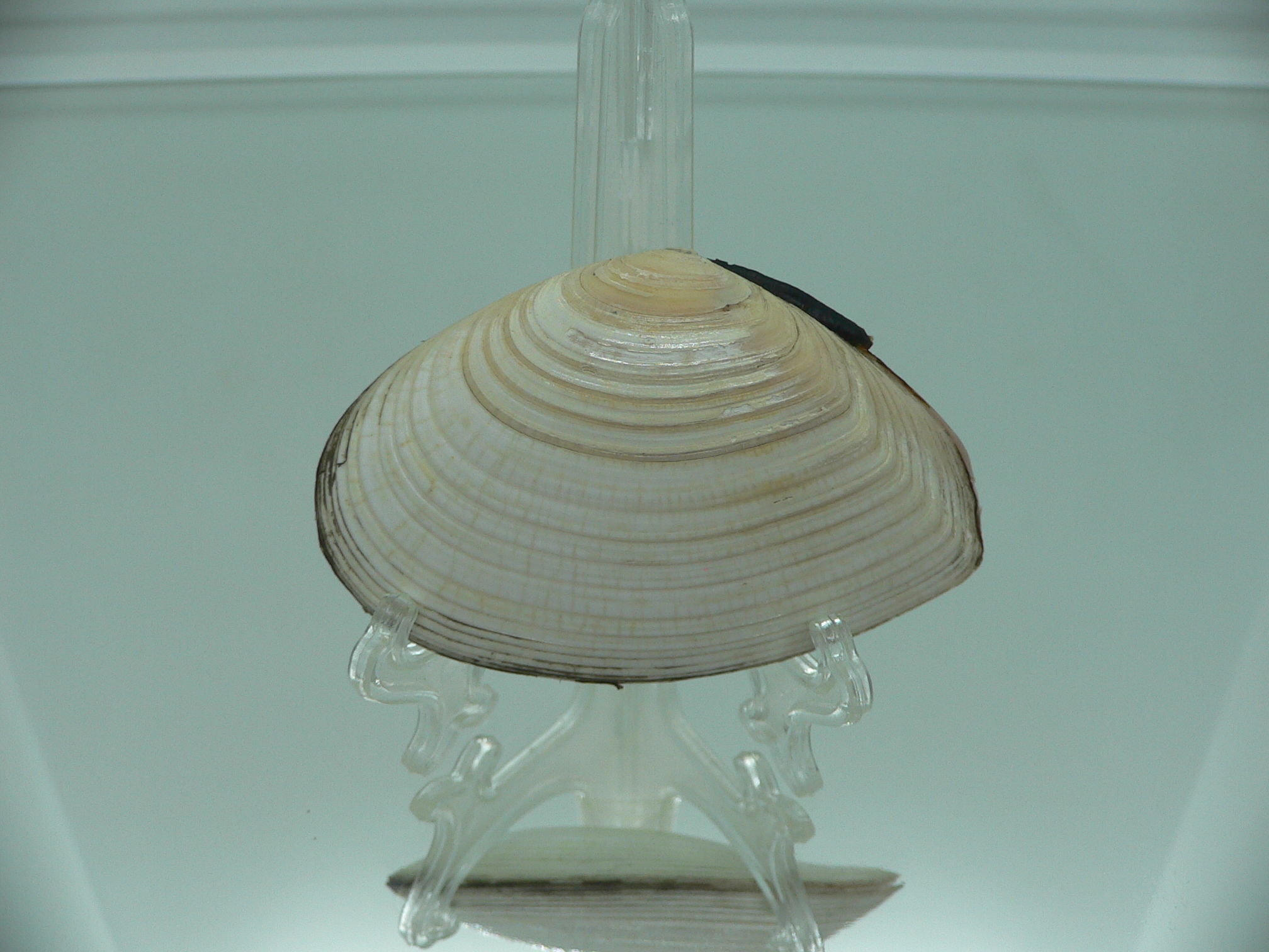 Peronidia venulosa 1