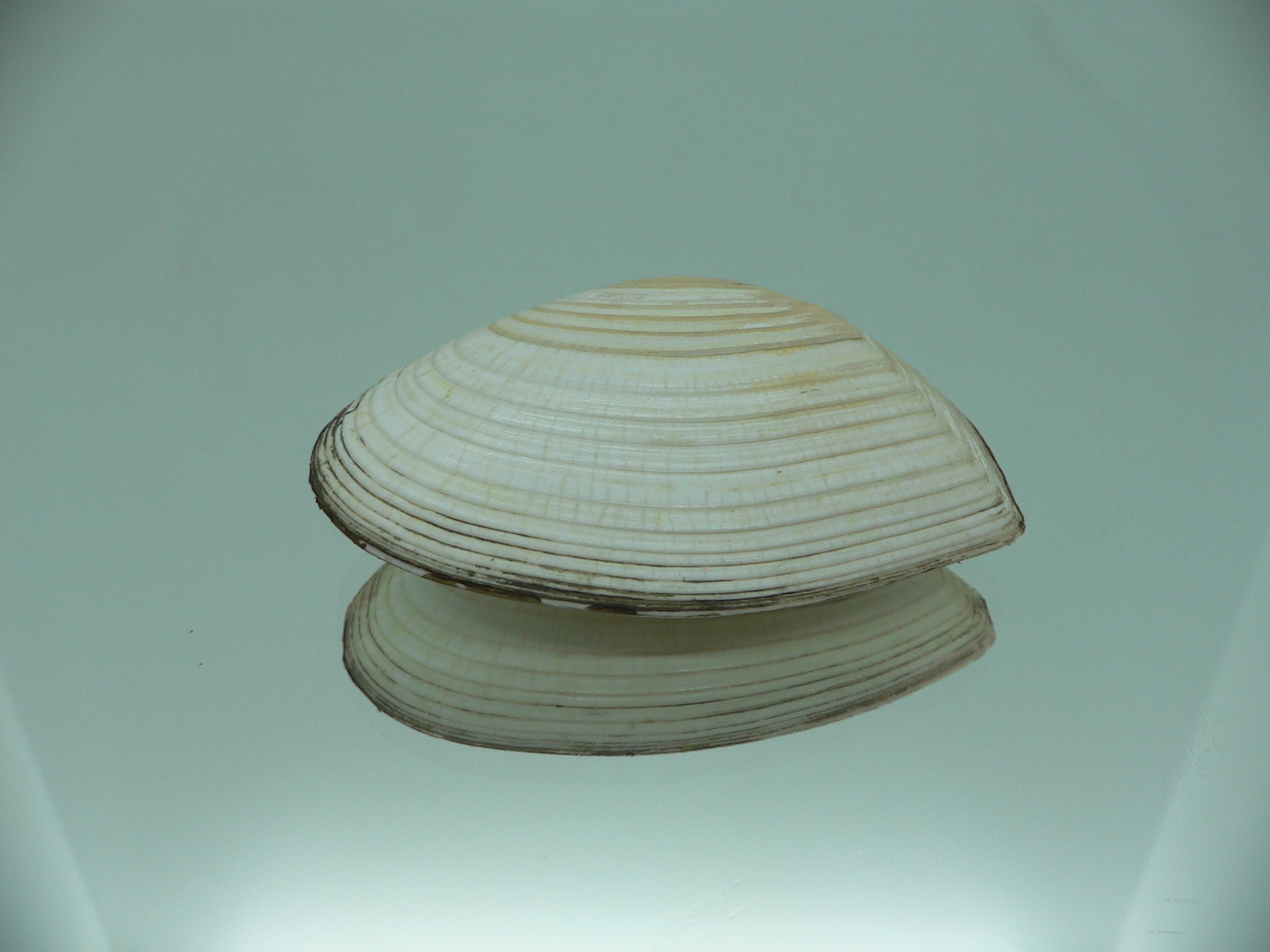 Peronidia venulosa 1