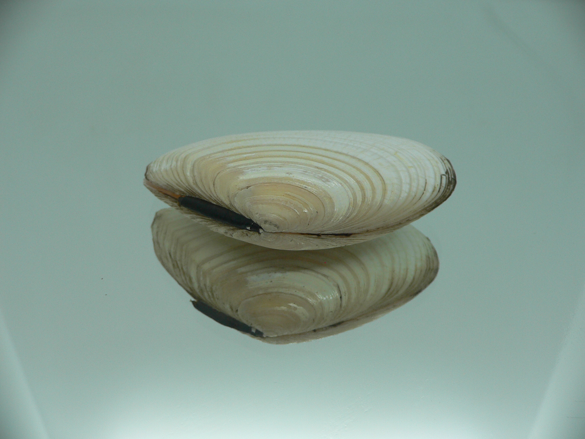 Peronidia venulosa 1