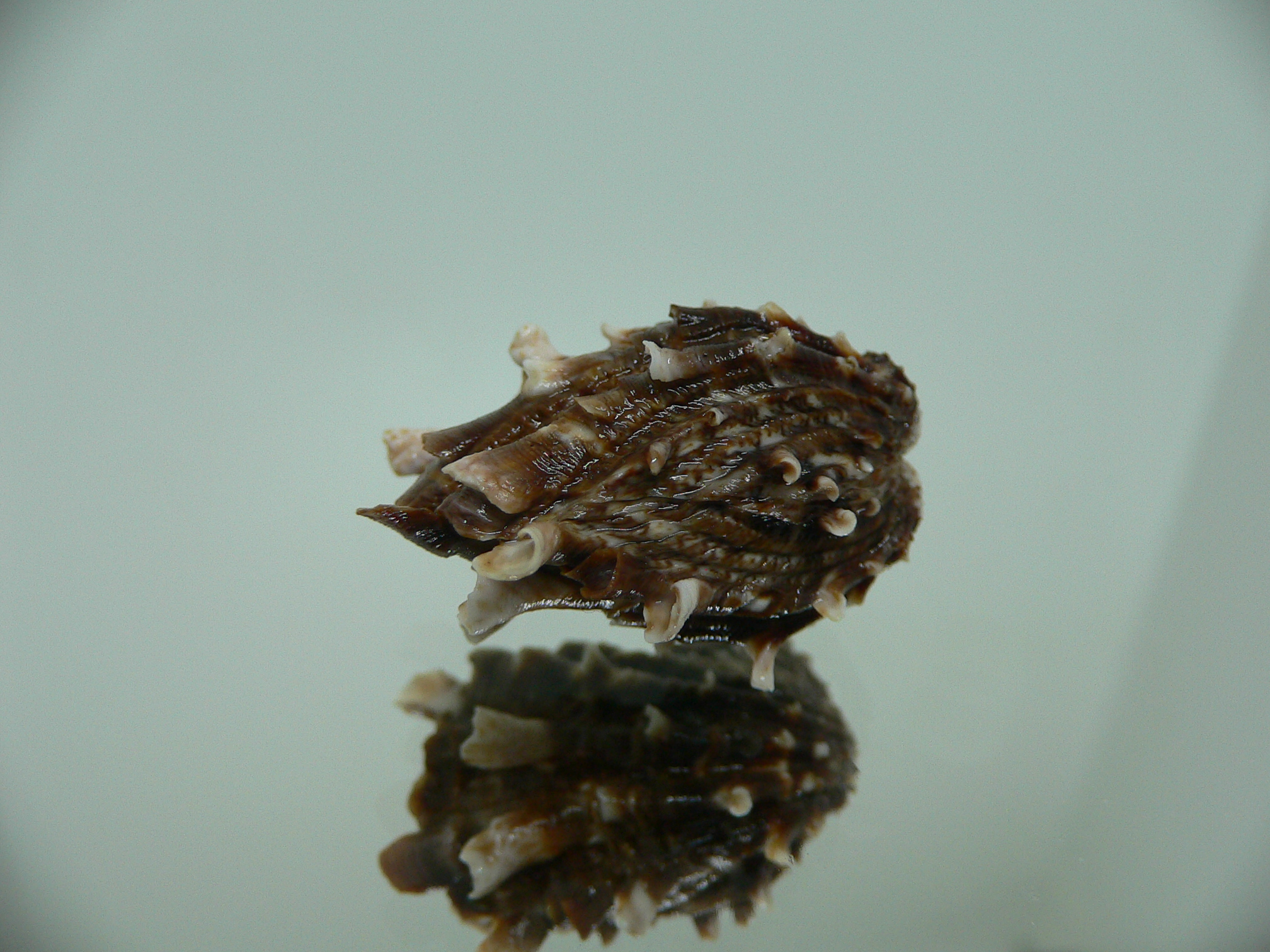 Cardita crassicosta DARK BROWN DWARF