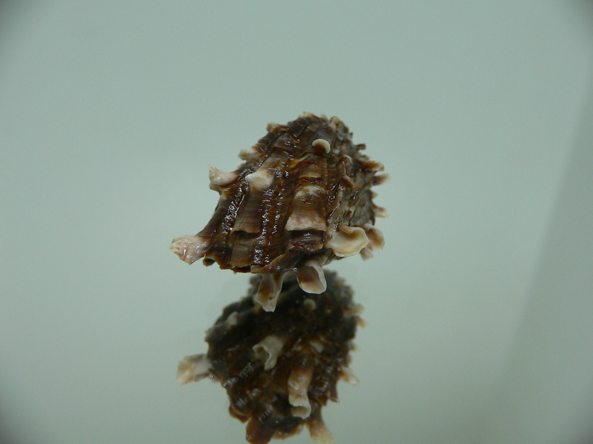 Cardita crassicosta DARK BROWN DWARF