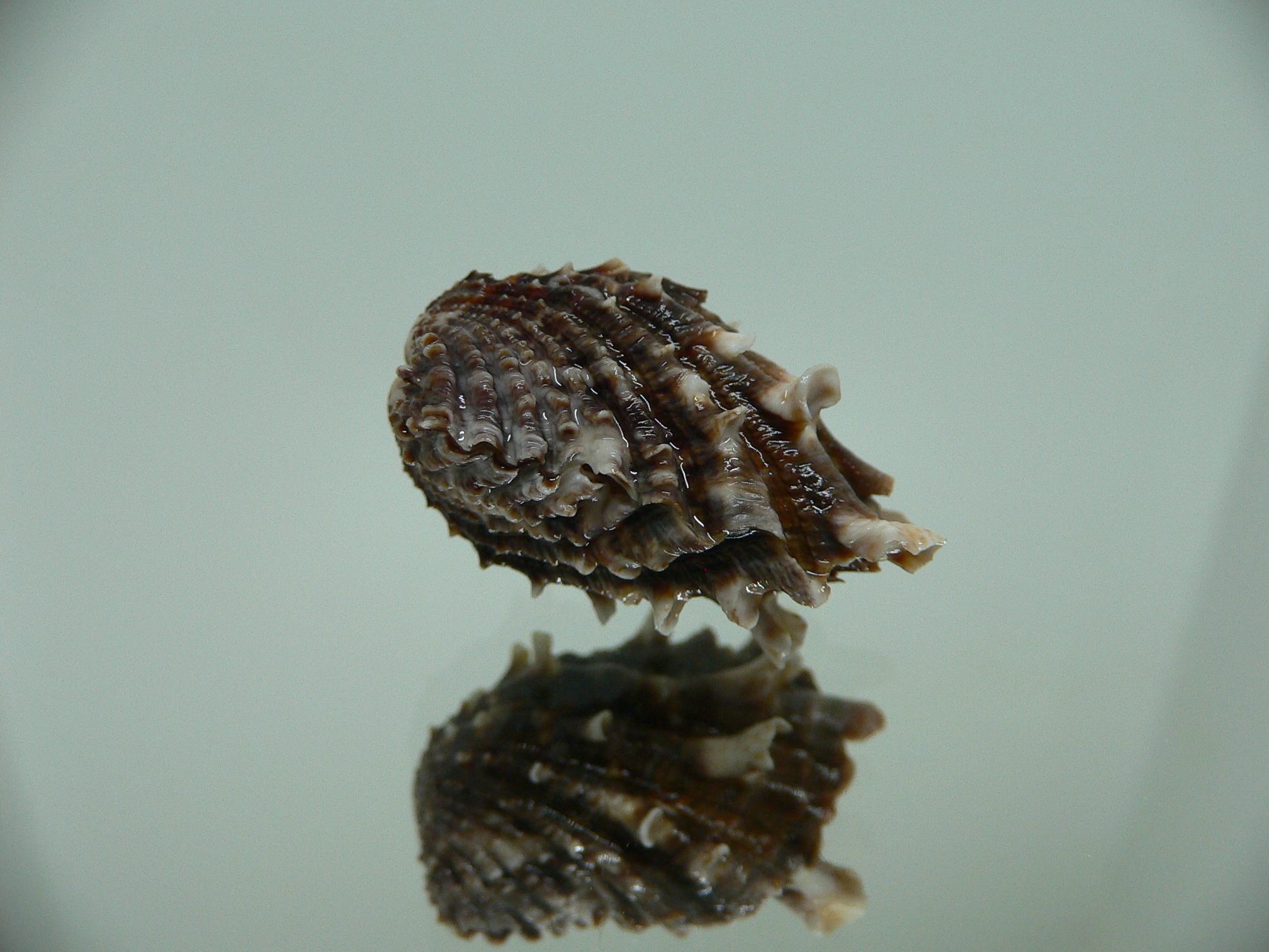 Cardita crassicosta DARK BROWN DWARF