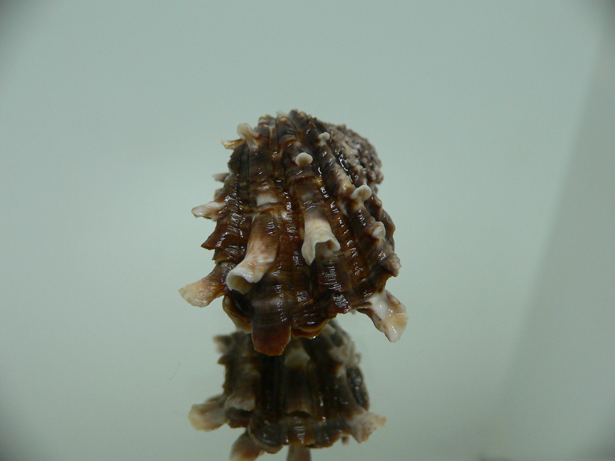 Cardita crassicosta DARK BROWN DWARF