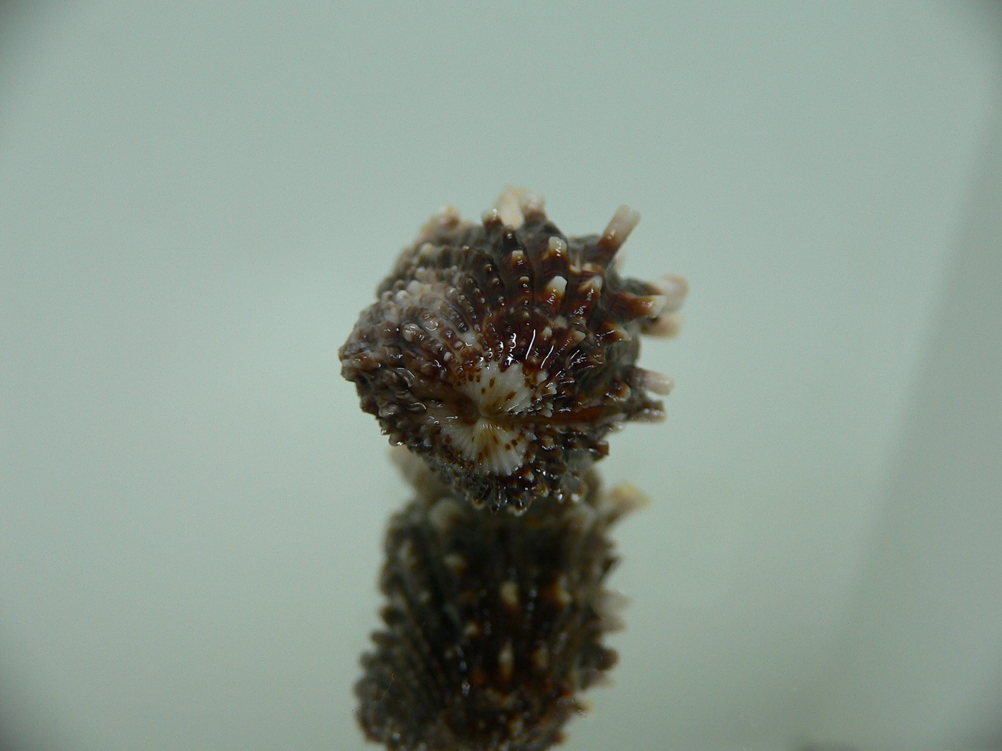 Cardita crassicosta DARK BROWN DWARF