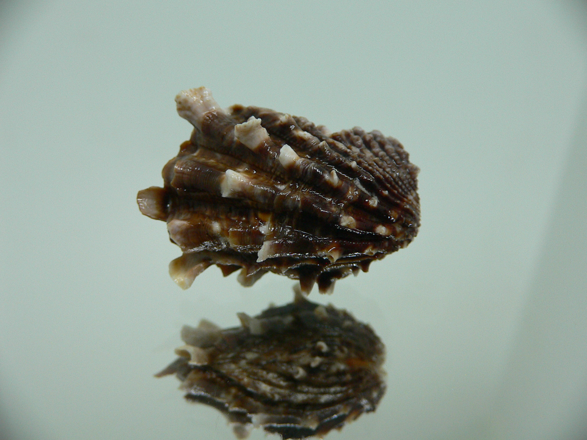 Cardita crassicosta DARK BROWN DWARF