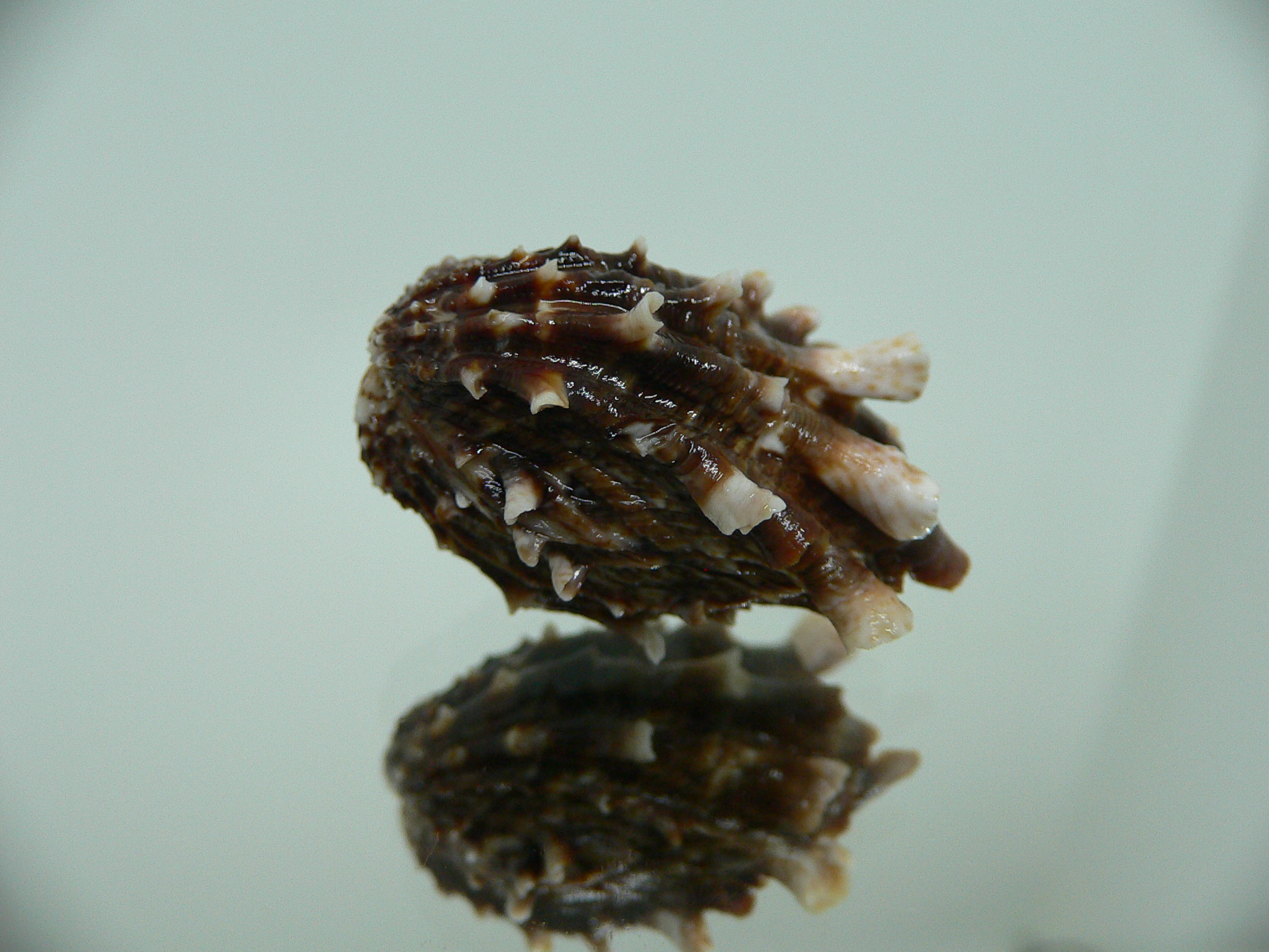 Cardita crassicosta DARK BROWN DWARF