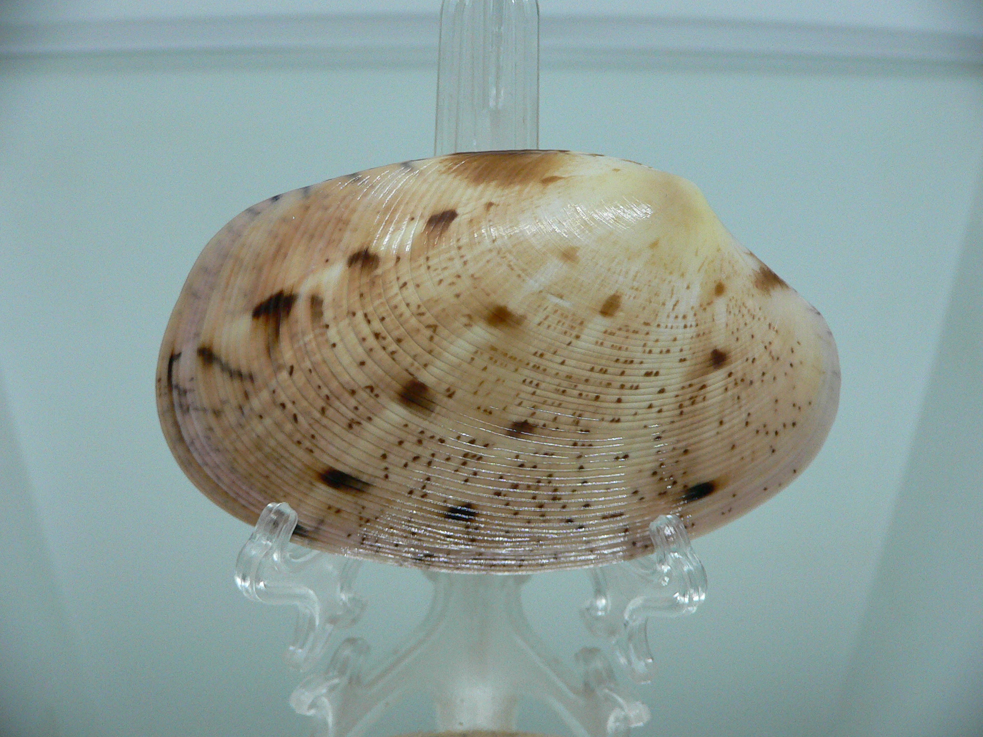 Tapes literatus LILAC