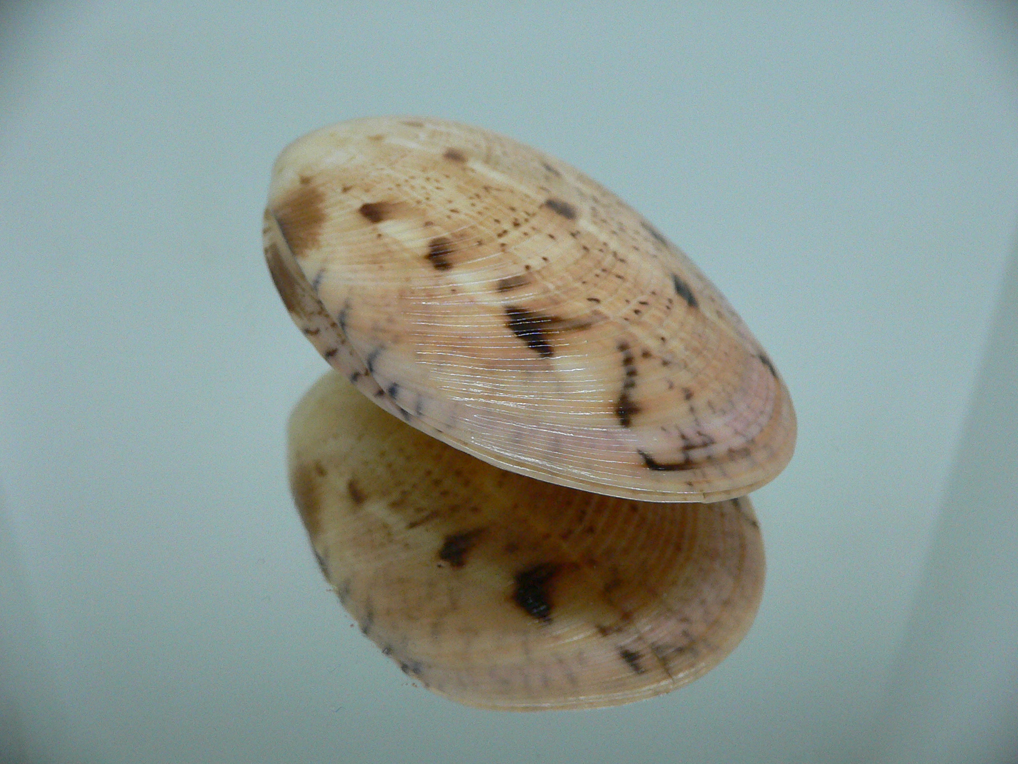 Tapes literatus LILAC