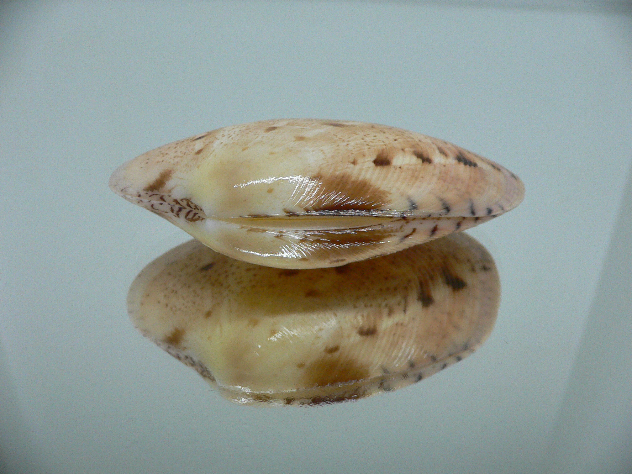 Tapes literatus LILAC