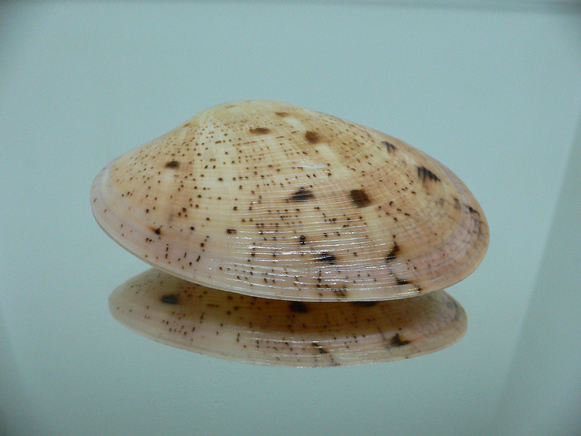 Tapes literatus LILAC