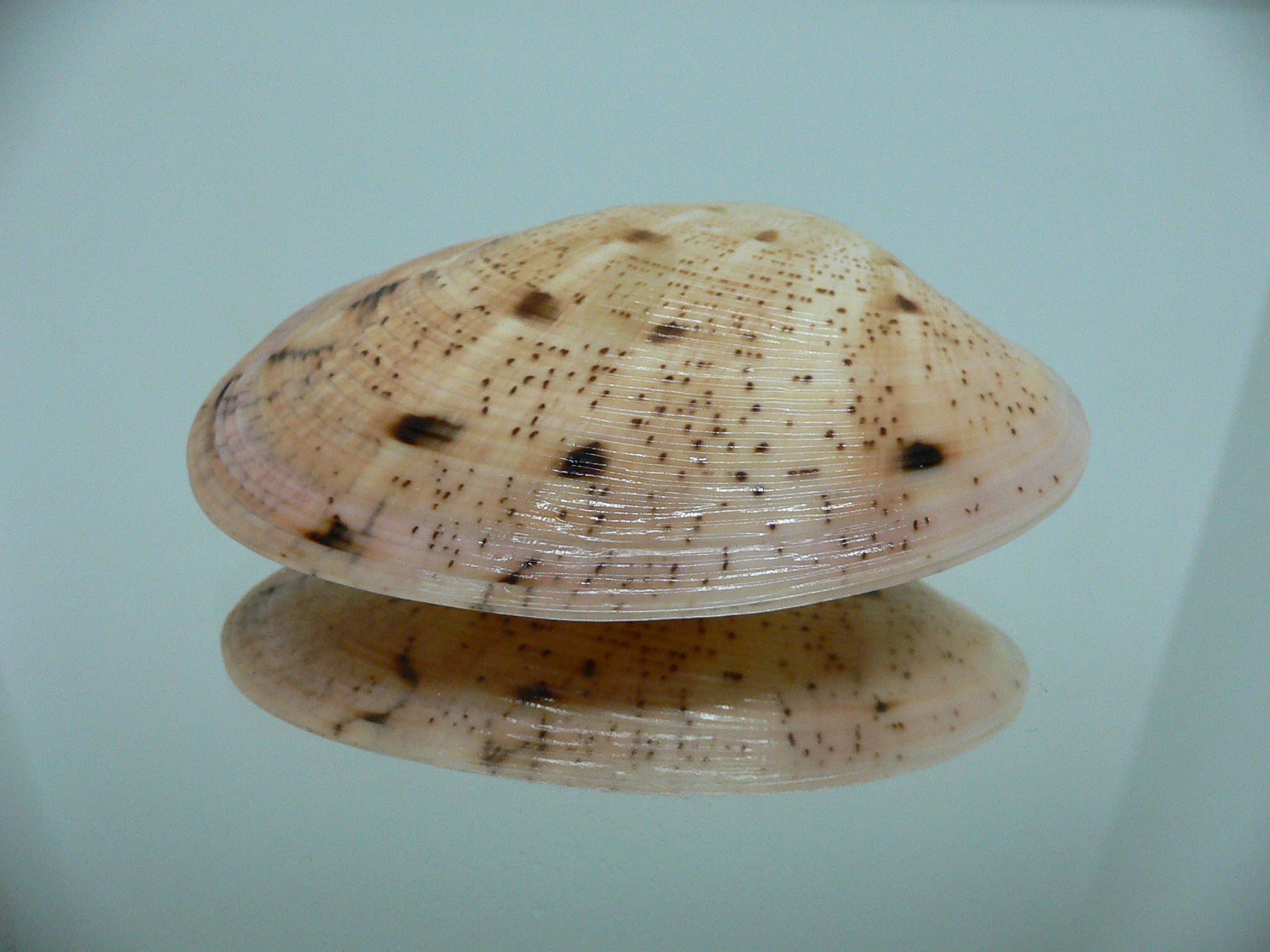 Tapes literatus LILAC