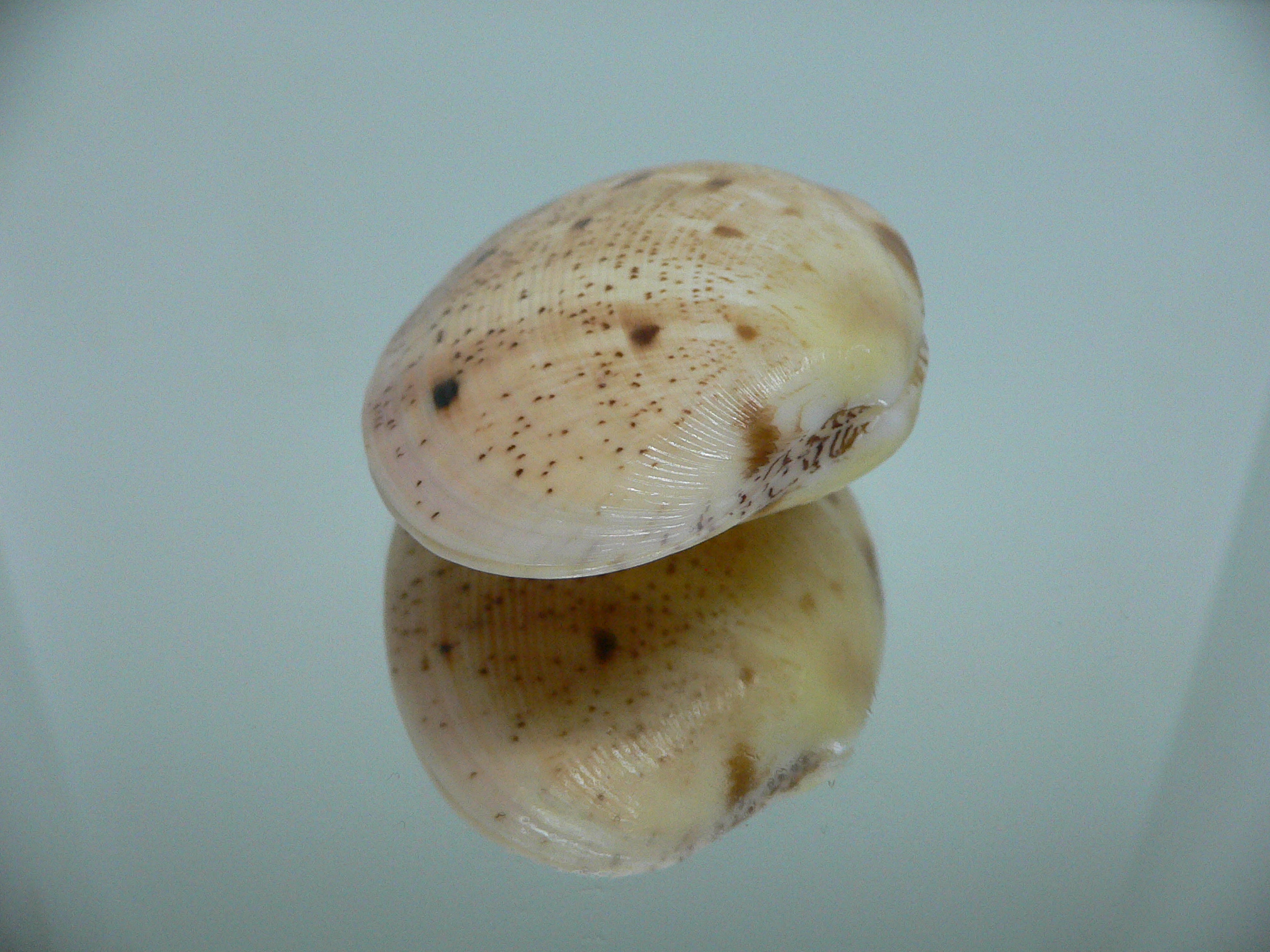 Tapes literatus LILAC