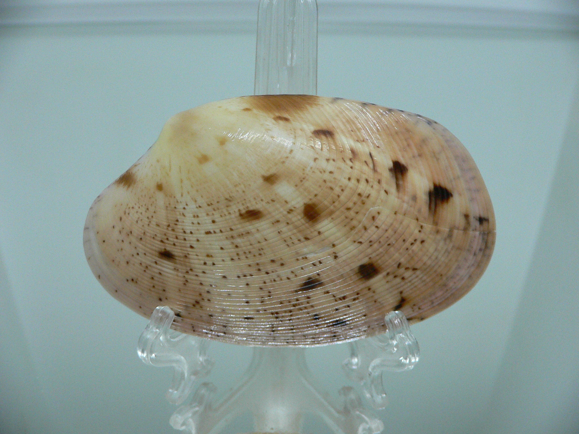 Tapes literatus LILAC