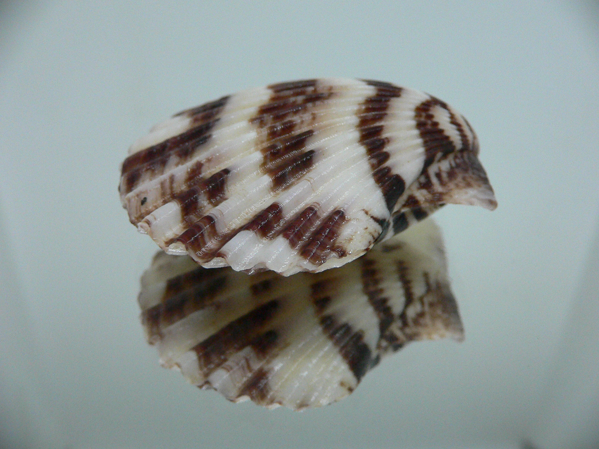 Volachlamus tranquebaria ZIGZAG