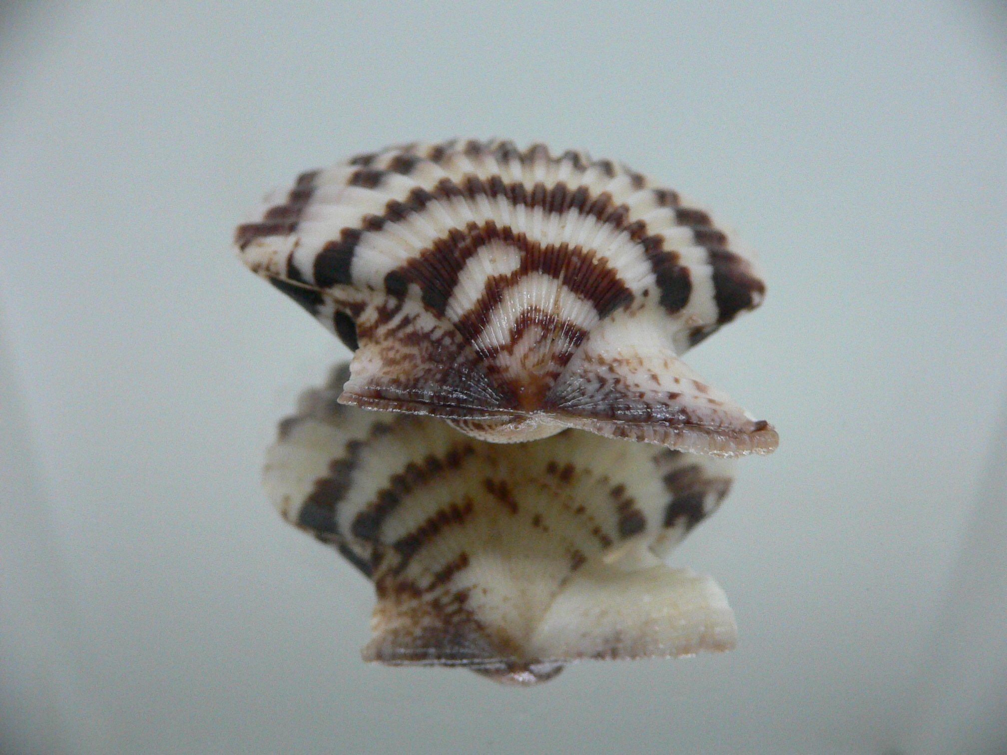 Volachlamus tranquebaria ZIGZAG