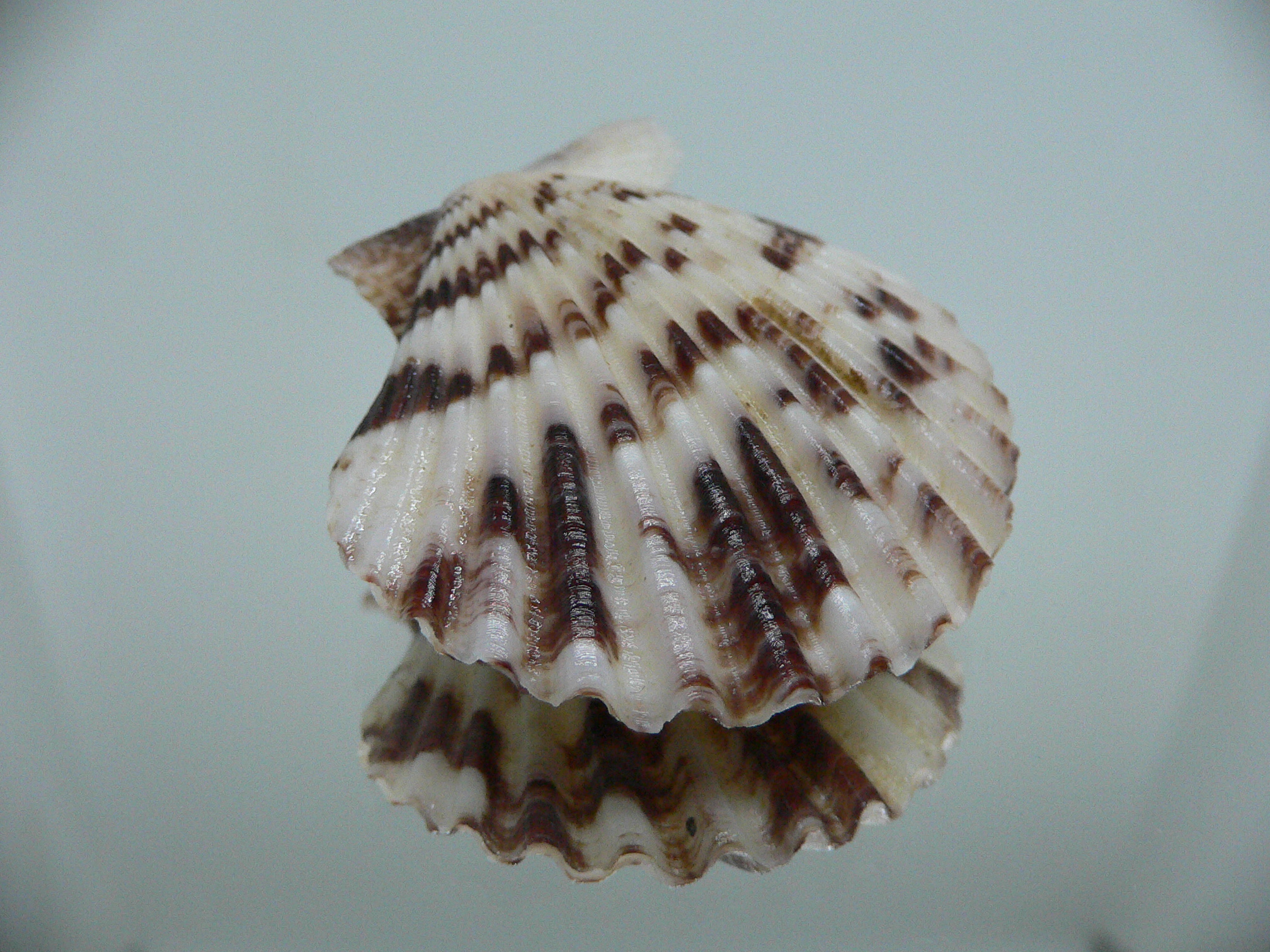 Volachlamus tranquebaria ZIGZAG