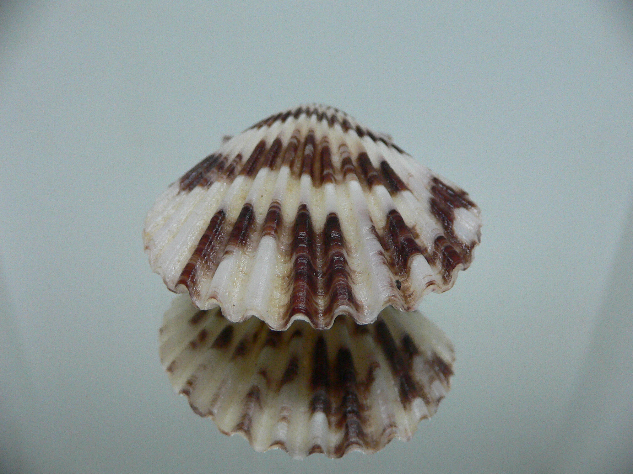 Volachlamus tranquebaria ZIGZAG