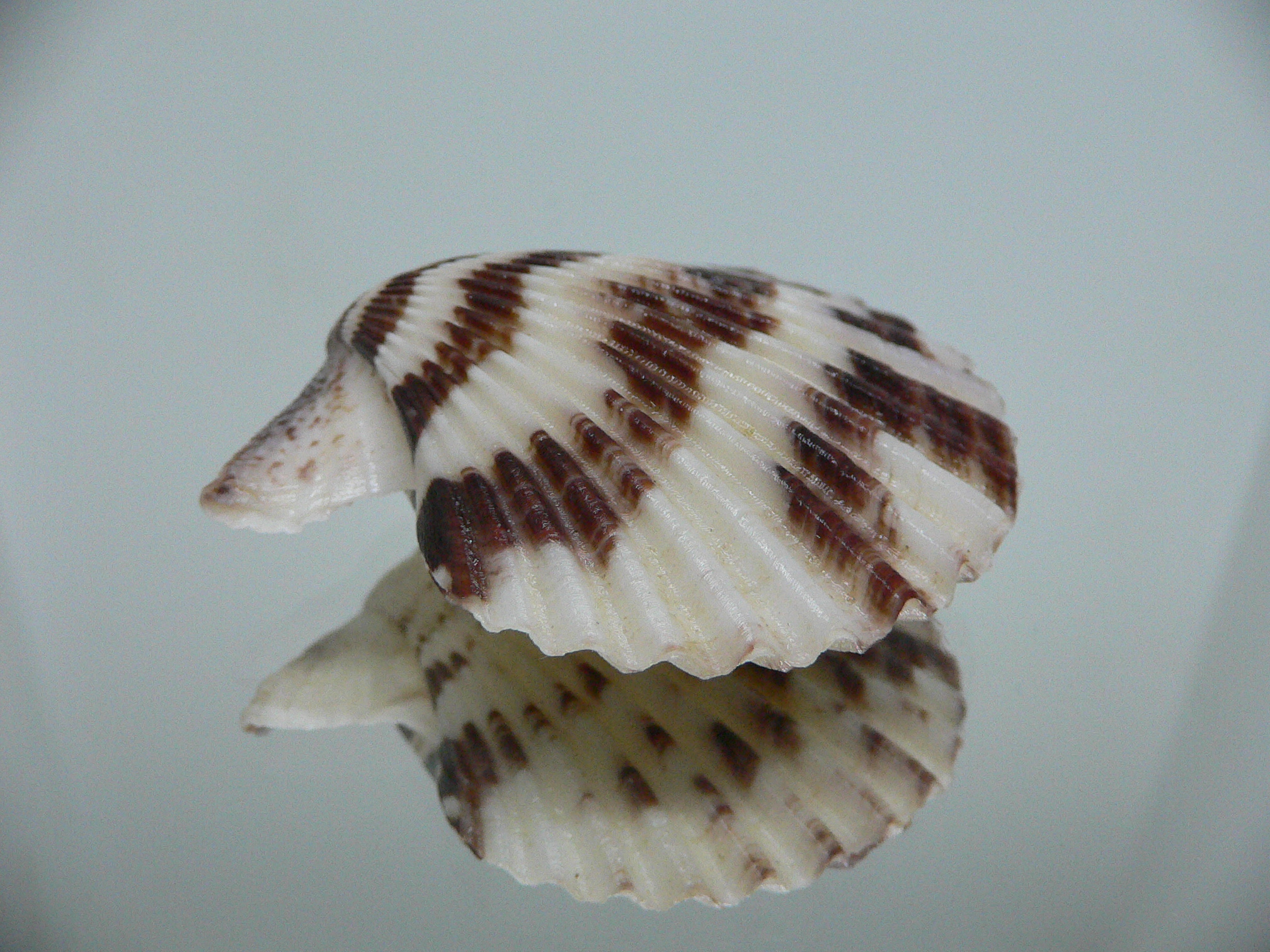 Volachlamus tranquebaria ZIGZAG