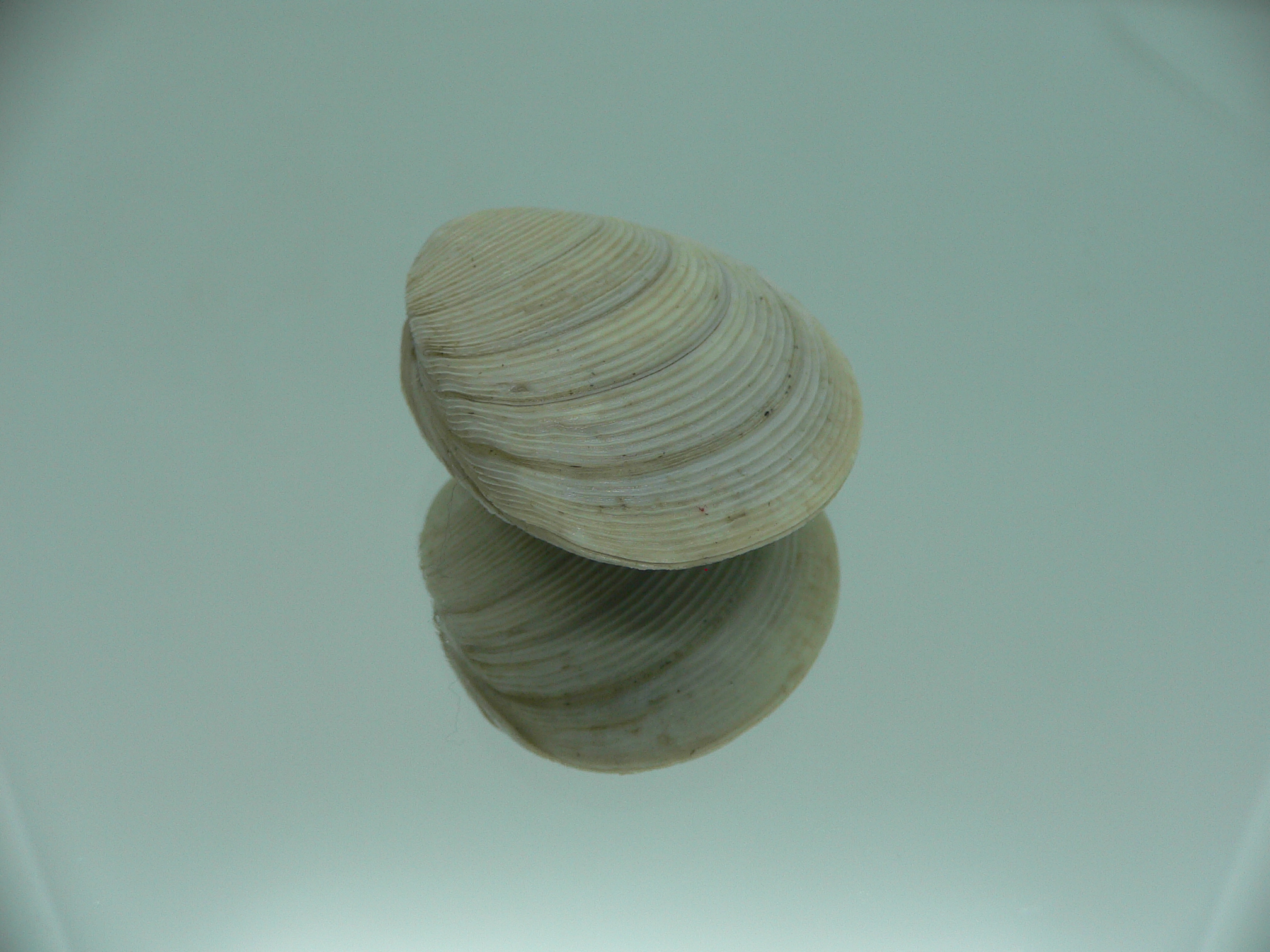 Mercenaria stimpsoni DWARF