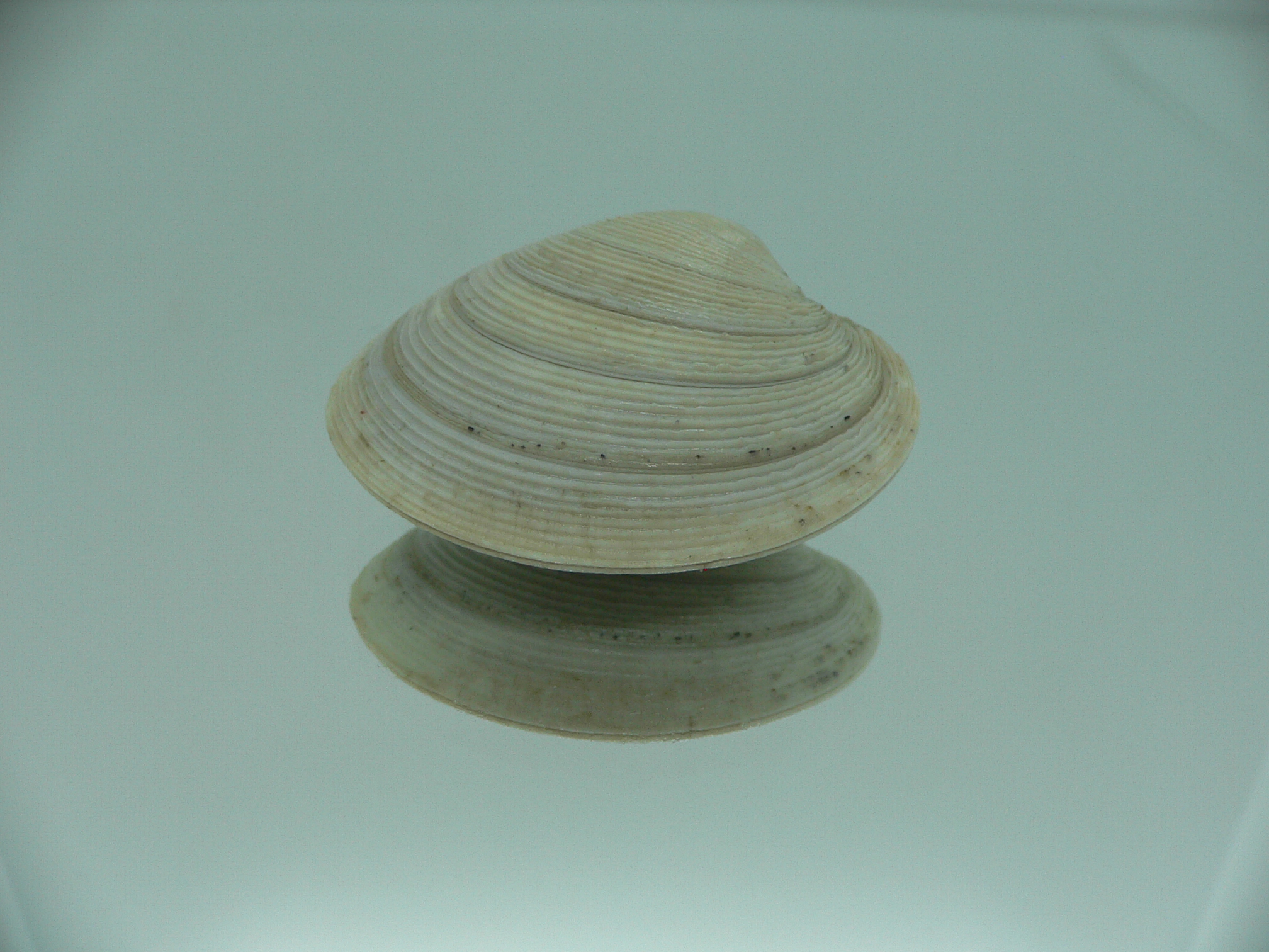 Mercenaria stimpsoni DWARF