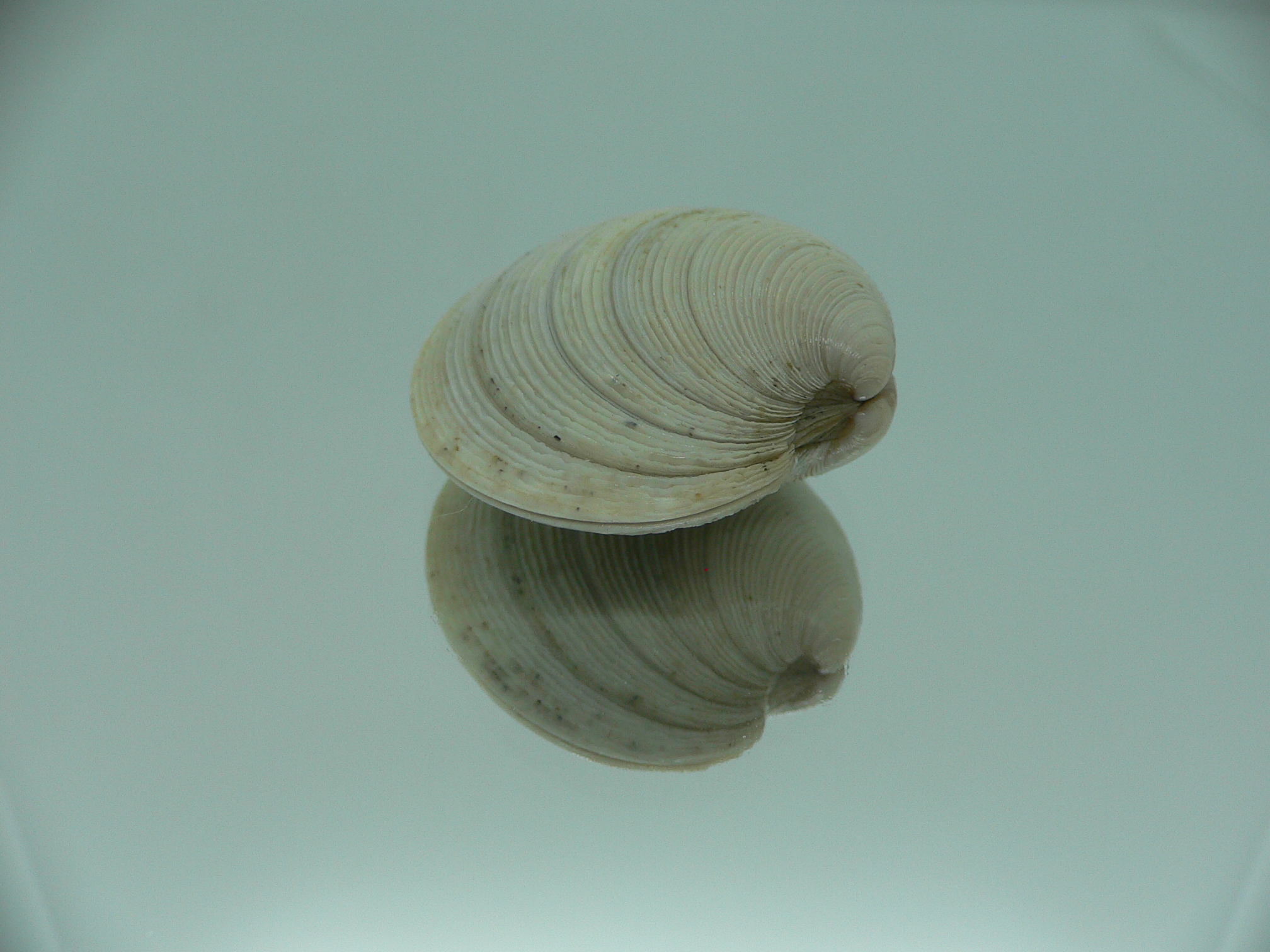 Mercenaria stimpsoni DWARF