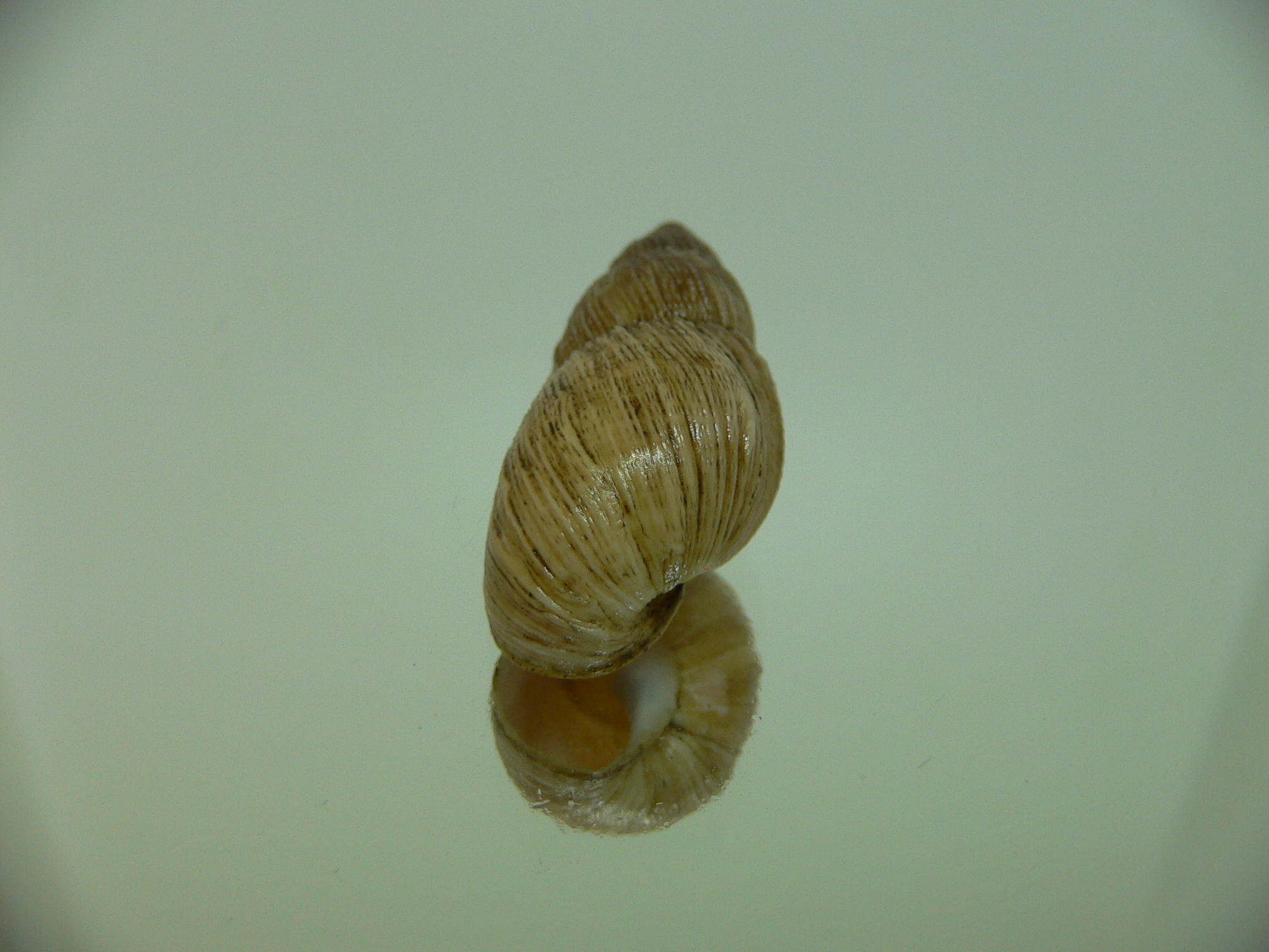 Bothriembryon leeuwinensis VERY BIG & RARE