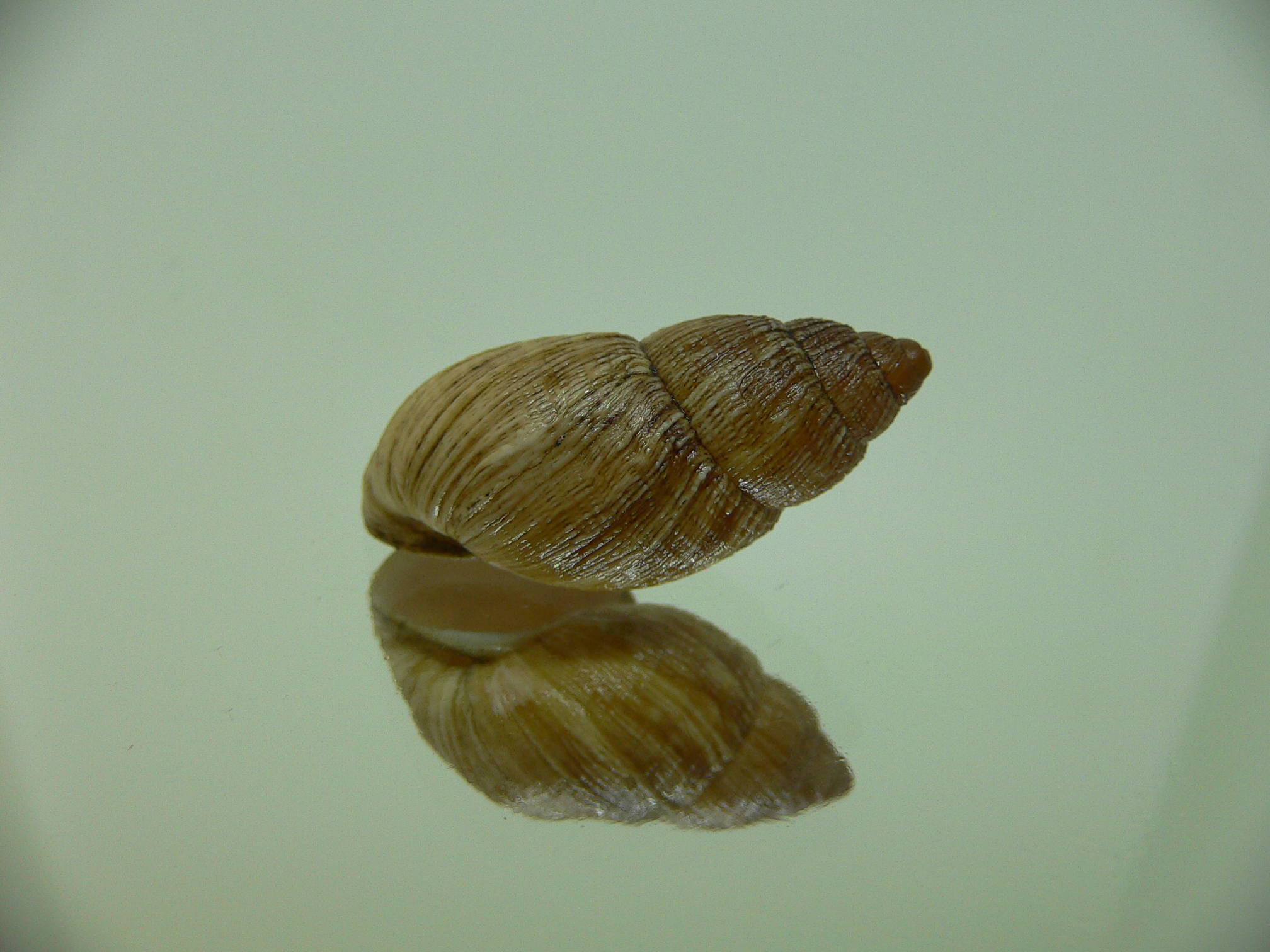 Bothriembryon leeuwinensis VERY BIG & RARE