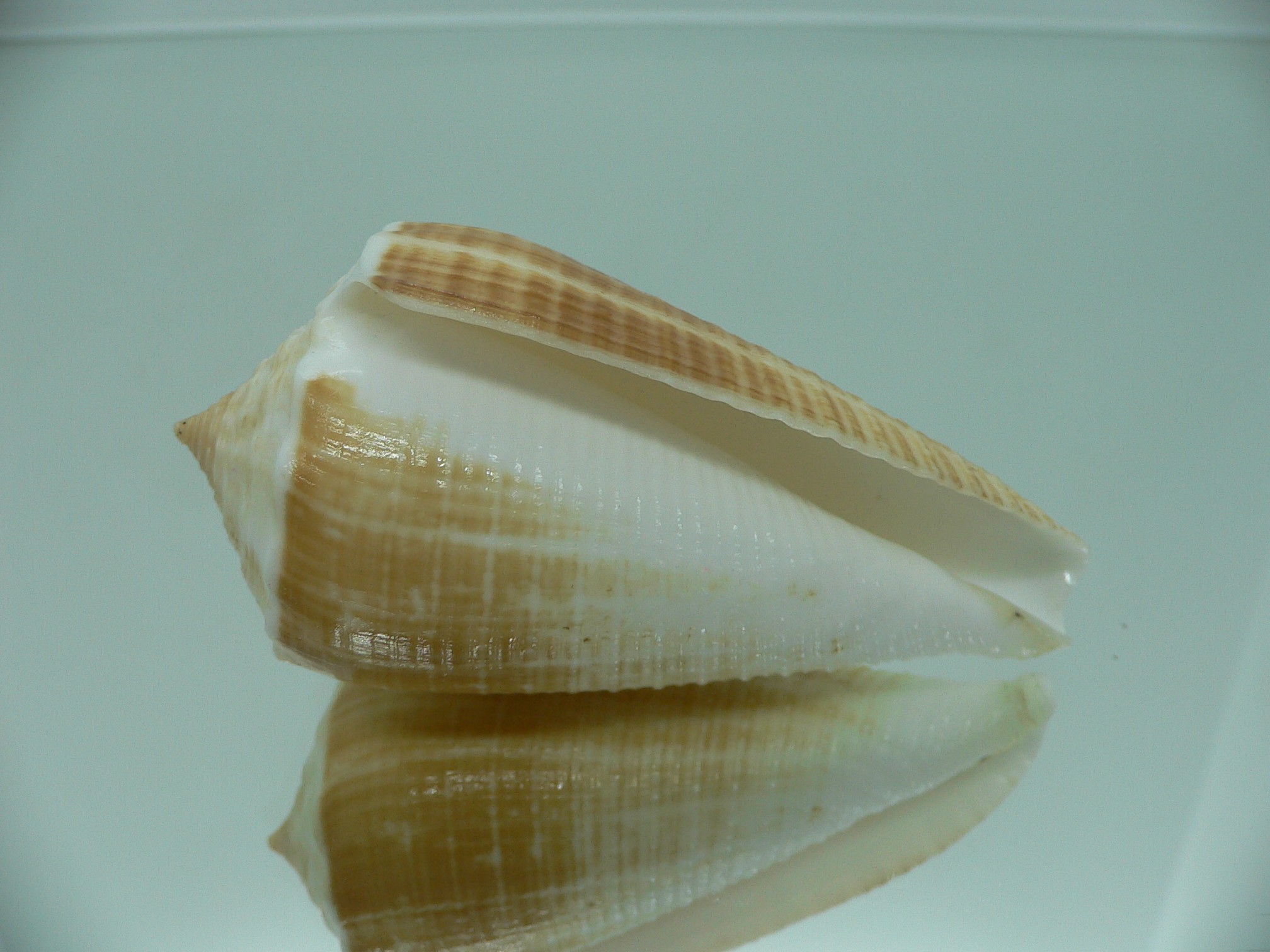 Conus sulcatus bocki (var.) BICOLOR