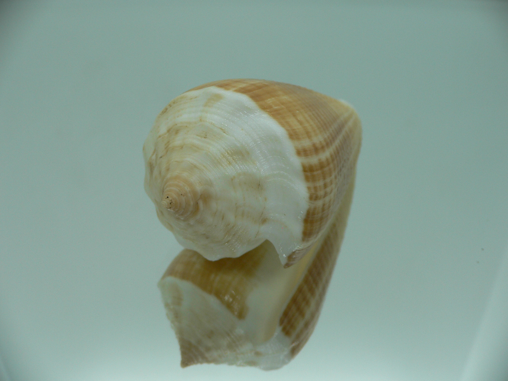 Conus sulcatus bocki (var.) BICOLOR