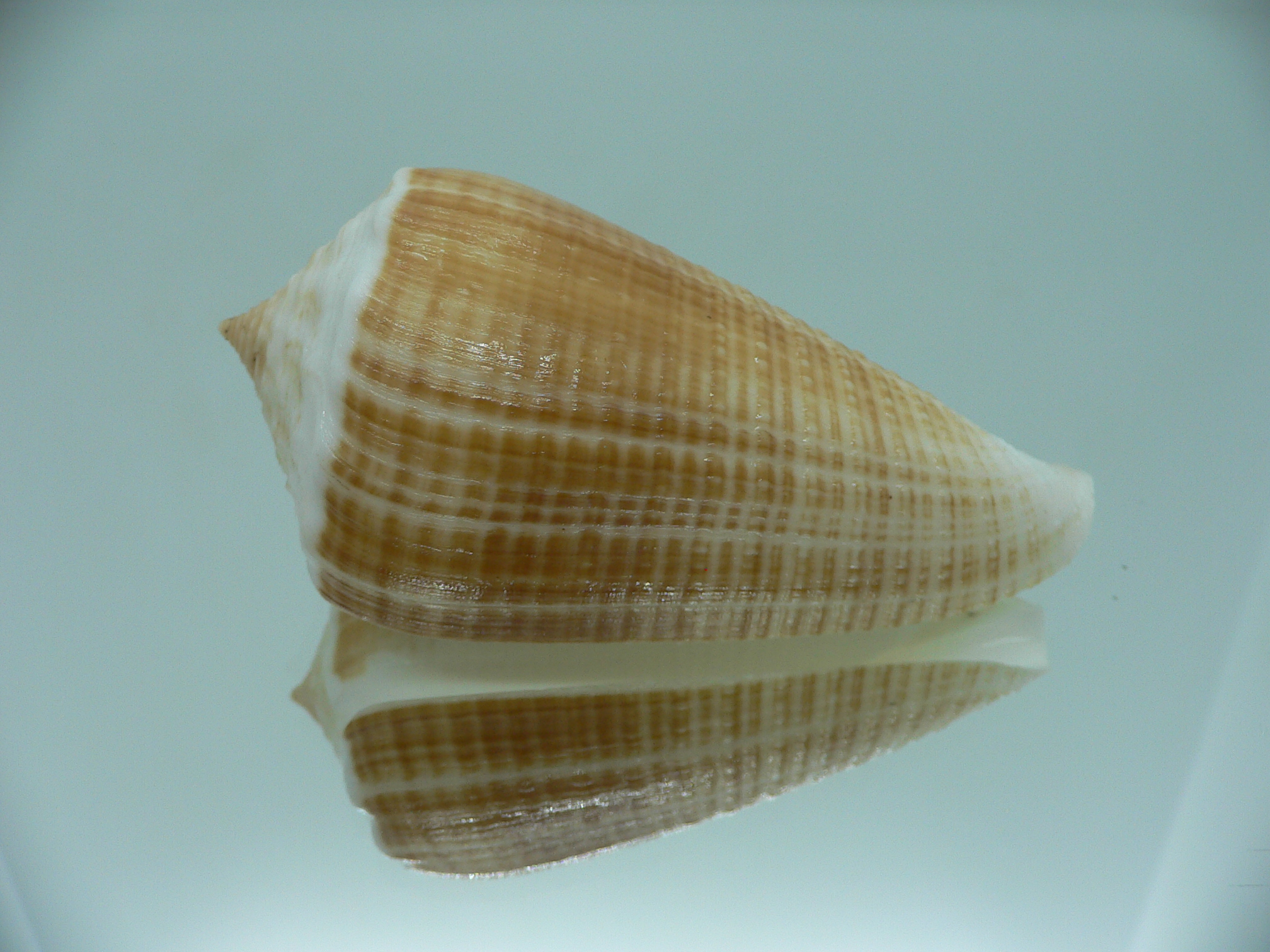 Conus sulcatus bocki (var.) BICOLOR