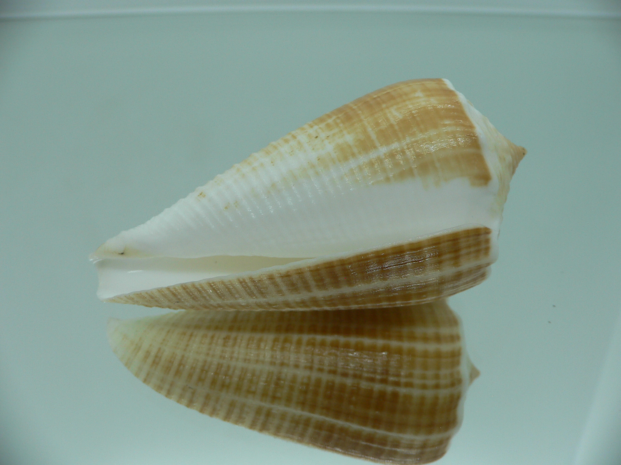Conus sulcatus bocki (var.) BICOLOR