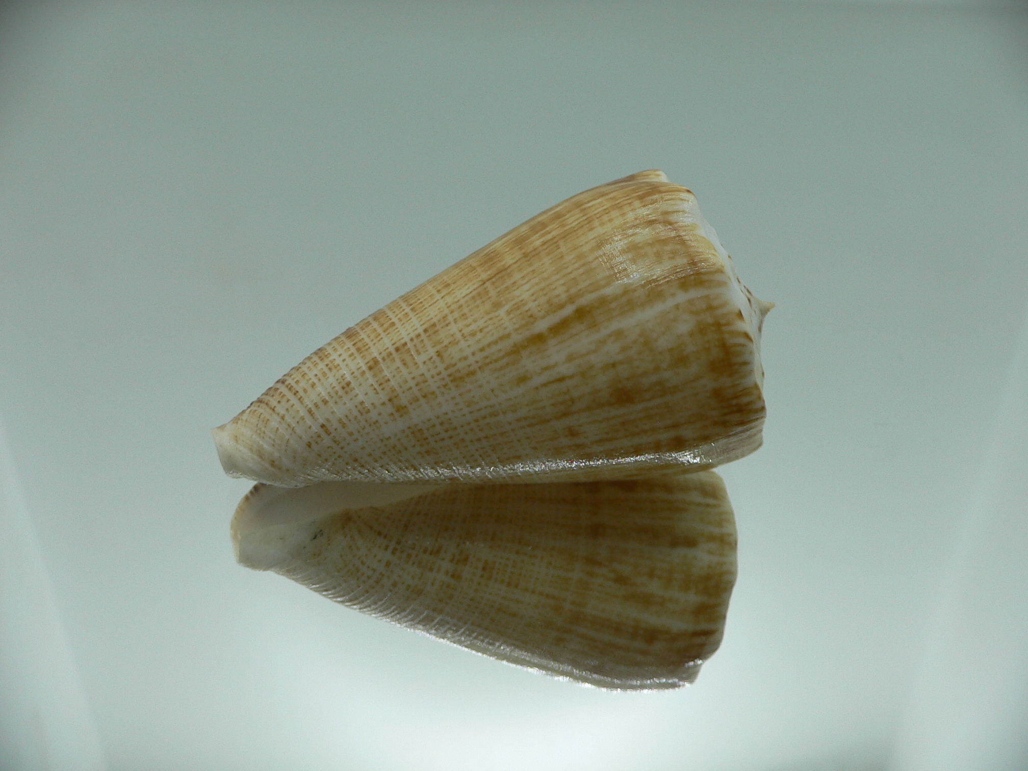 Conus sulcatus bocki (var.) BICOLOR