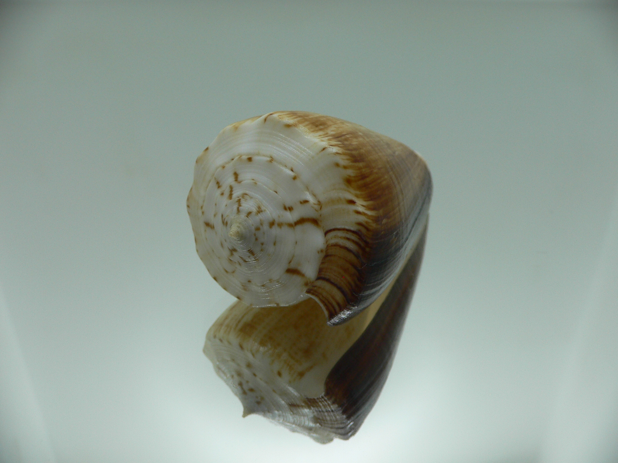 Conus sulcatus bocki (var.) BICOLOR