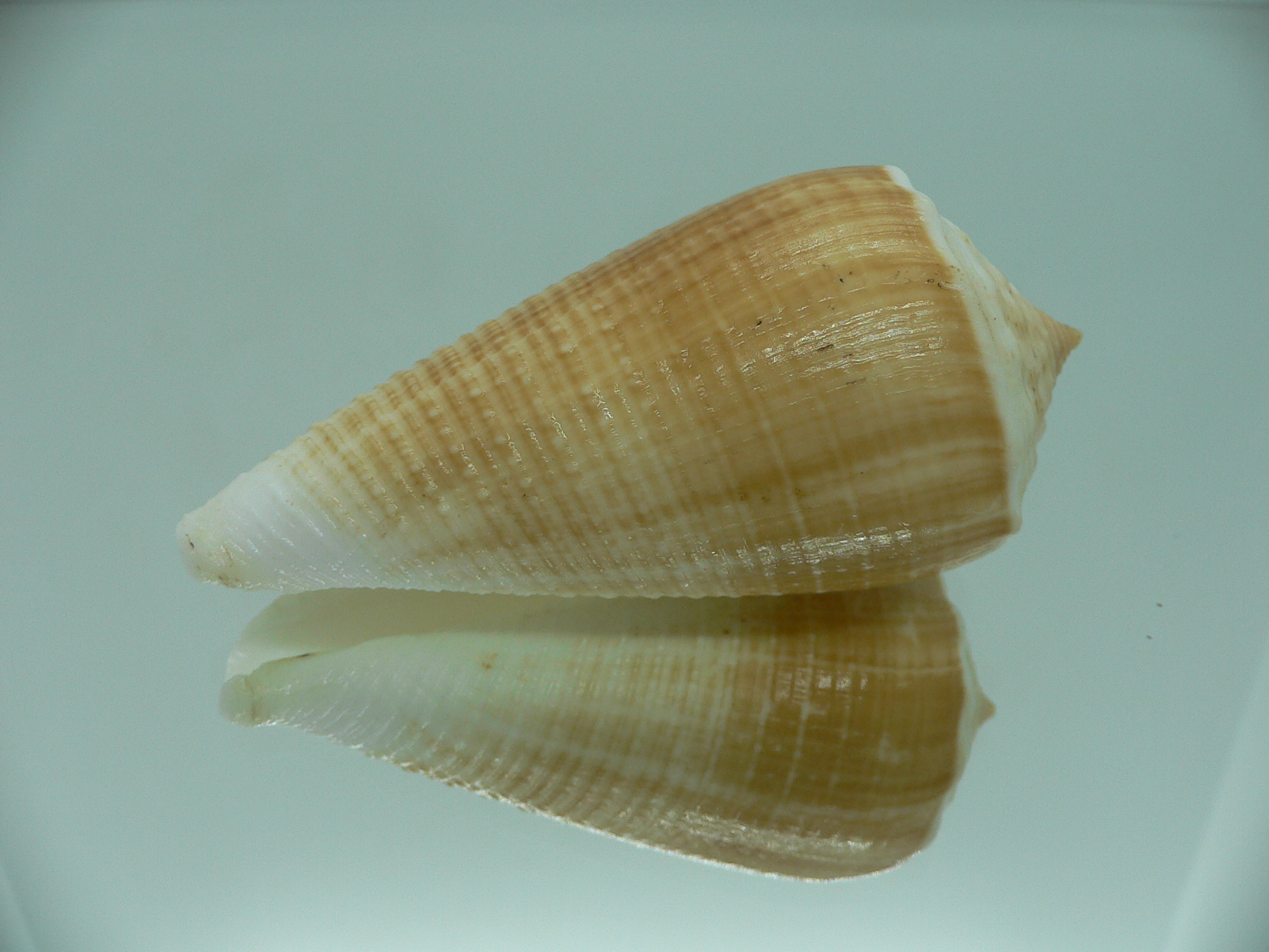 Conus sulcatus bocki (var.) BICOLOR