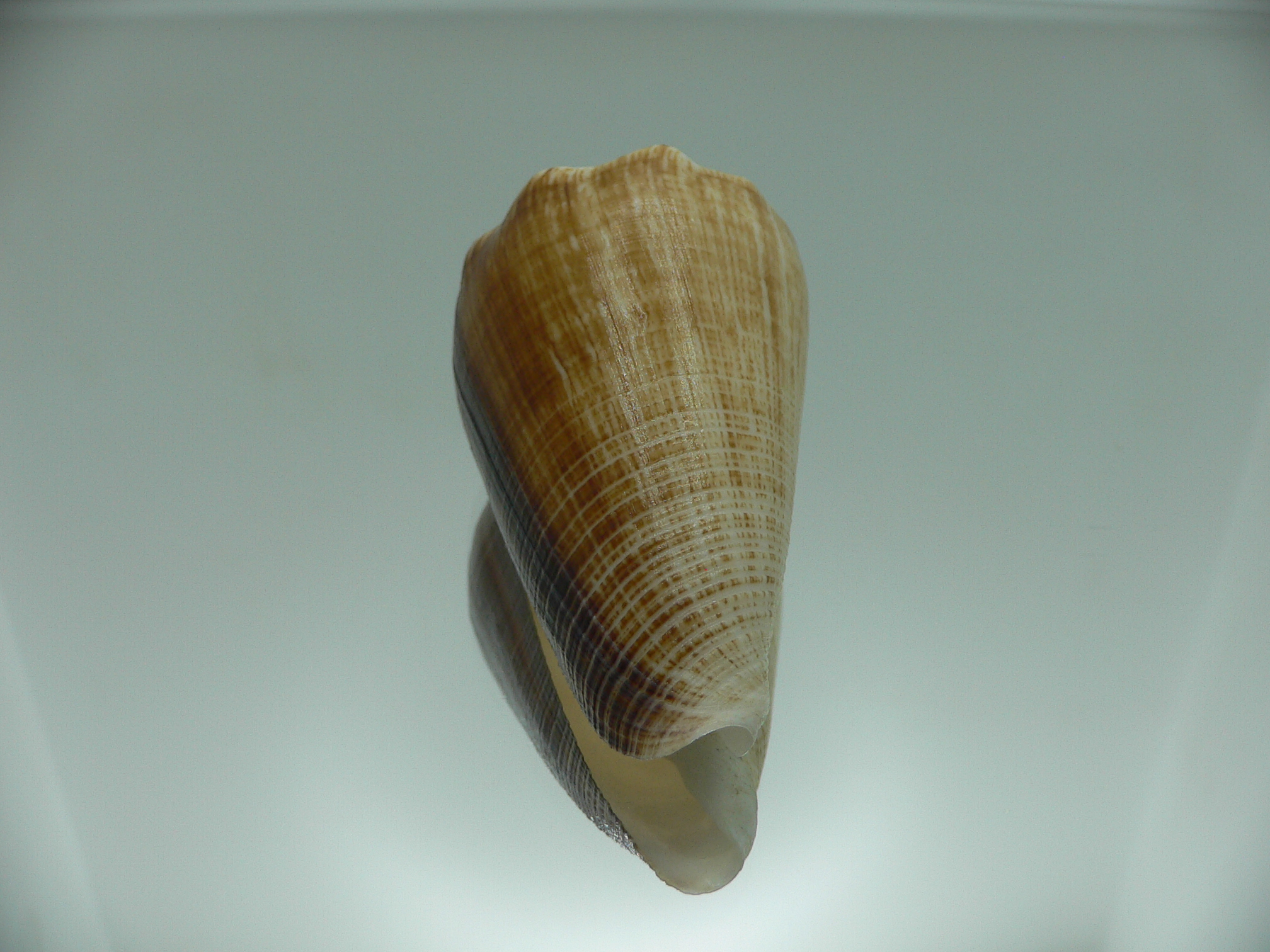 Conus sulcatus bocki (var.) BICOLOR
