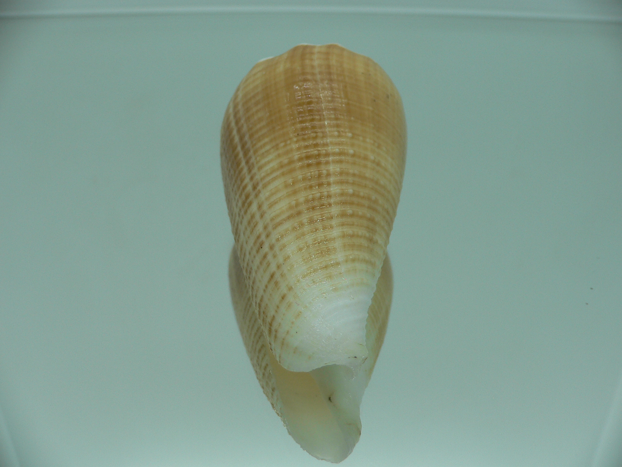 Conus sulcatus bocki (var.) BICOLOR