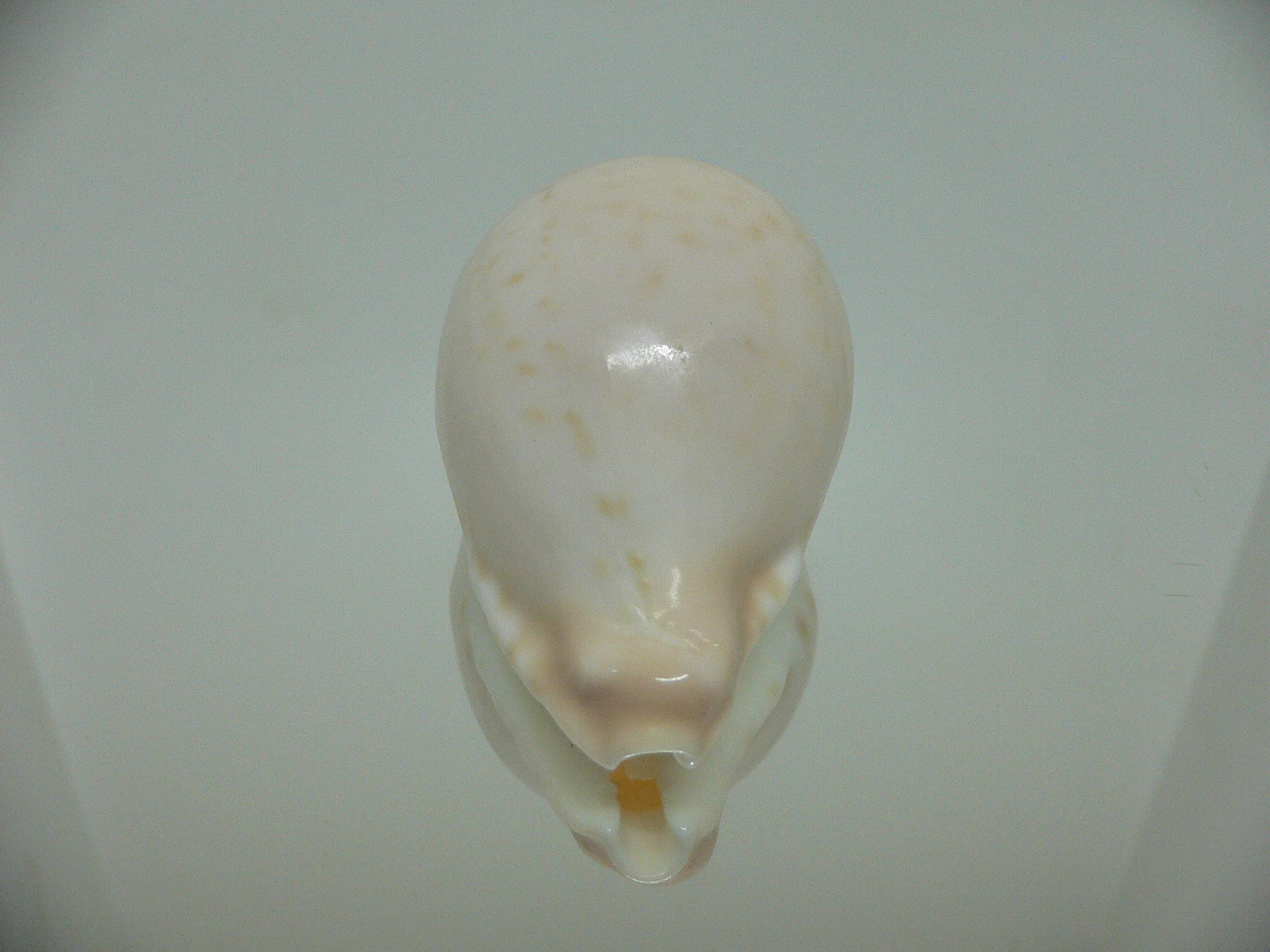 Cypraea capricornica SUPER RARE