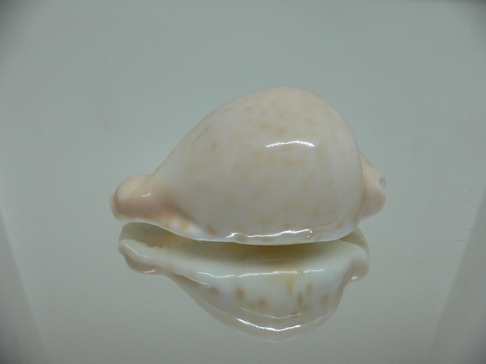 Cypraea capricornica SUPER RARE