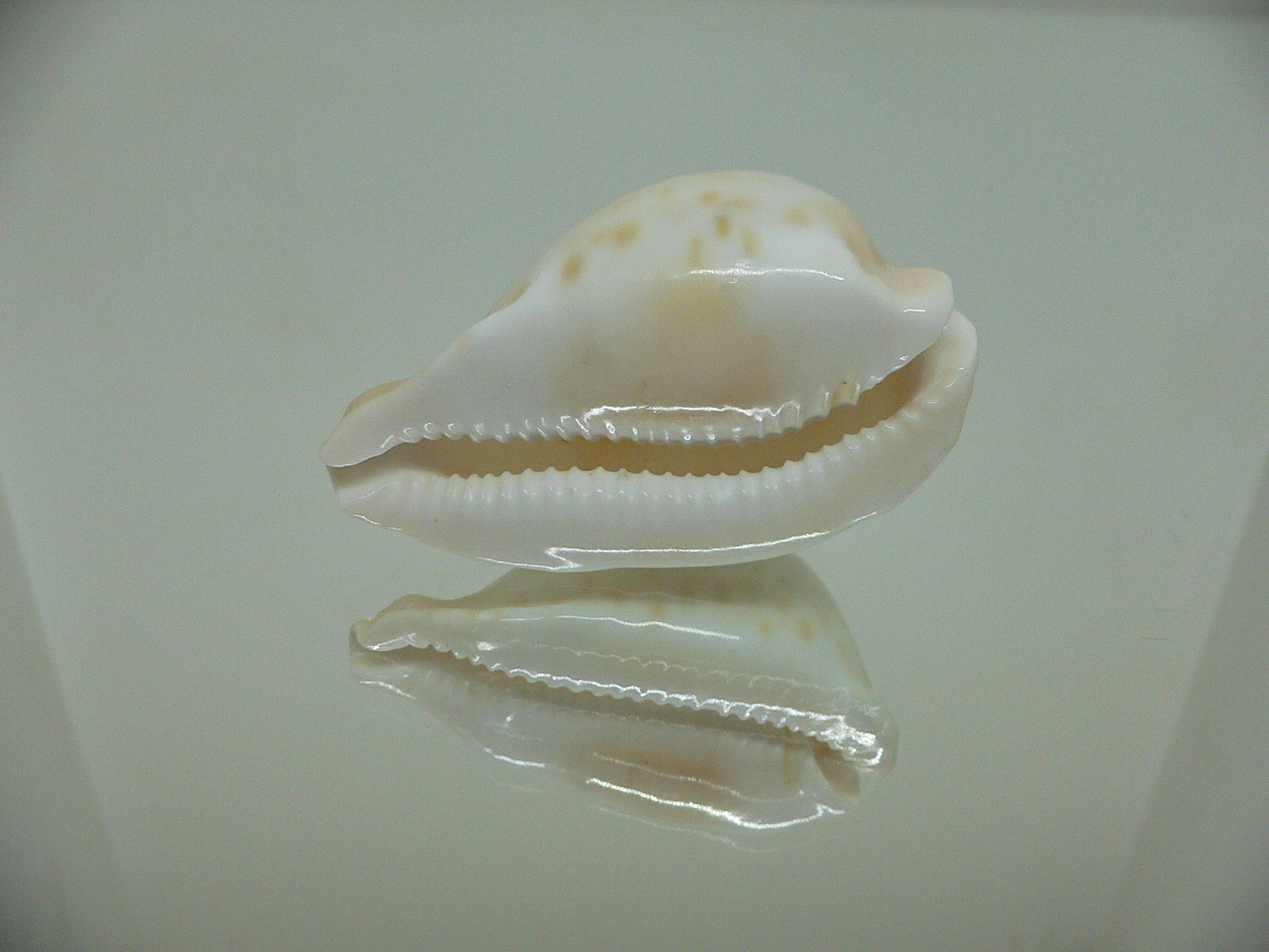 Cypraea capricornica SUPER RARE